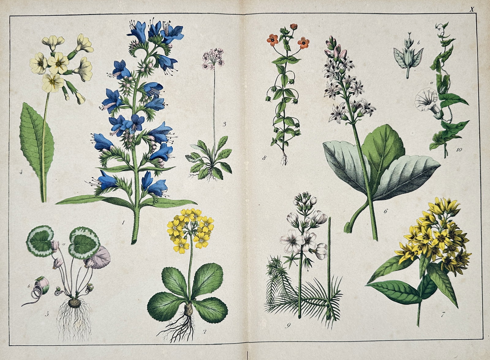 Jacob Sturm – Botanical Studies including Jacob’s Ladder, Bogbean, and Cowslip: This hand-colored engraving illustrates various wetland and field flowering plants, most notably the towering blue blossoms of Jacob’s Ladder, the prominent white-flowered Bogbean with its large lea