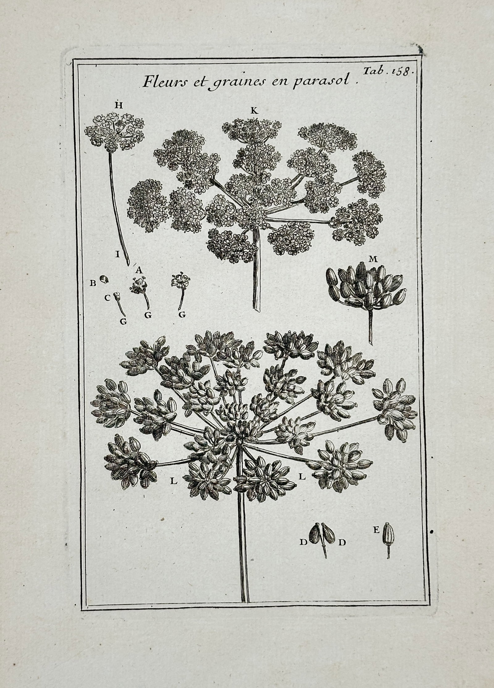 Joseph Pitton de Tournefort – Illustration of Umbelliferous Flowers and Seeds – Engraving: This engraving is a detailed botanical study of a plant belonging to the umbelliferous family, characterized by its flower clusters resembling an umbrella or parasol. The plate illustrates the structu