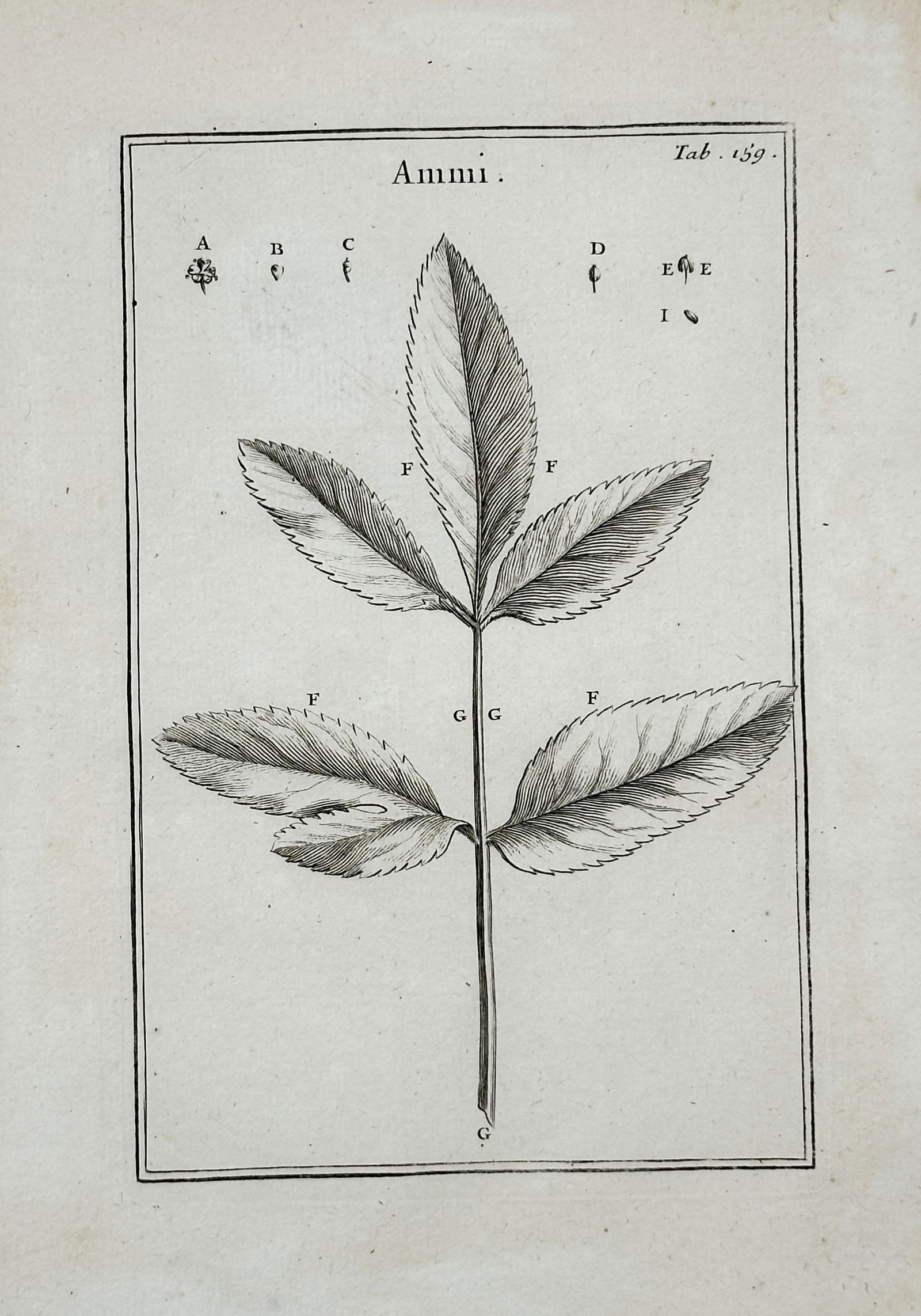 Joseph Pitton de Tournefort – Botanical Illustration of the Ammi Leaf Structure – Engraving: This engraving is a detailed botanical study focused on the compound leaf structure of the plant genus Ammi, commonly known as Bishop's Weed. The plate illustrates the characteristic arrangement and s
