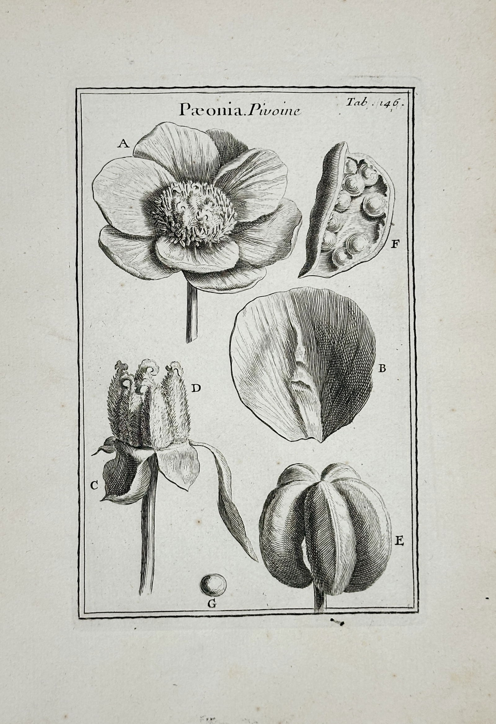Joseph Pitton de Tournefort – Botanical Illustration and Anatomical Study of the Peony (1 of 2)