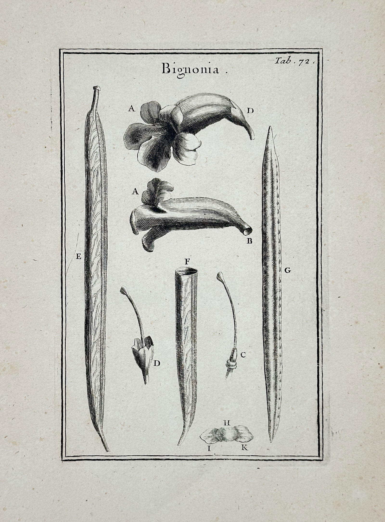 Joseph Pitton de Tournefort – Botanical Illustration and Anatomical Study of the Bignonia (1 of 2)