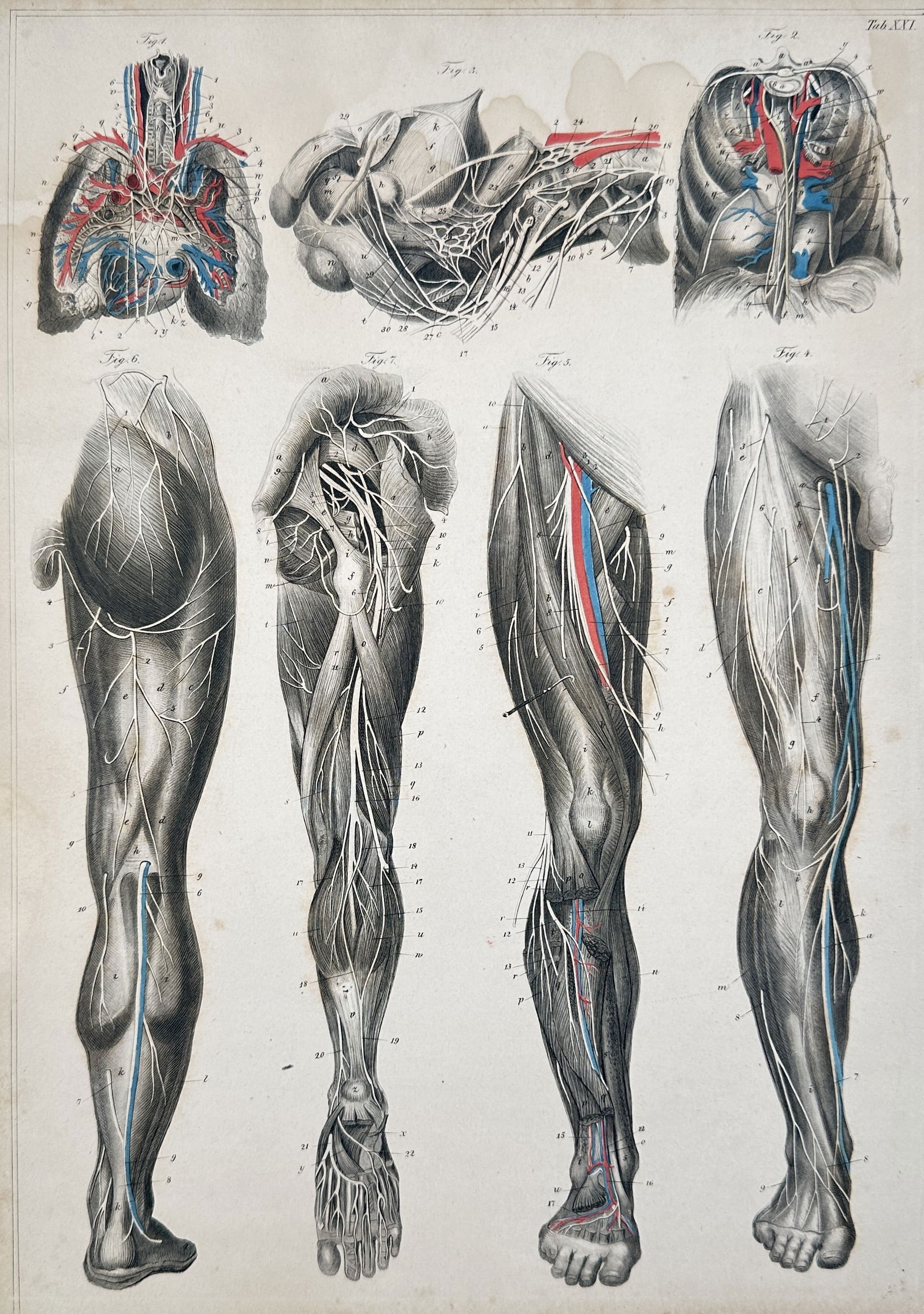 Karl Ernst Bock – Composite Anatomical Plate of the Lungs, Neck, and Lower Limb Vasculature (1 of 2)