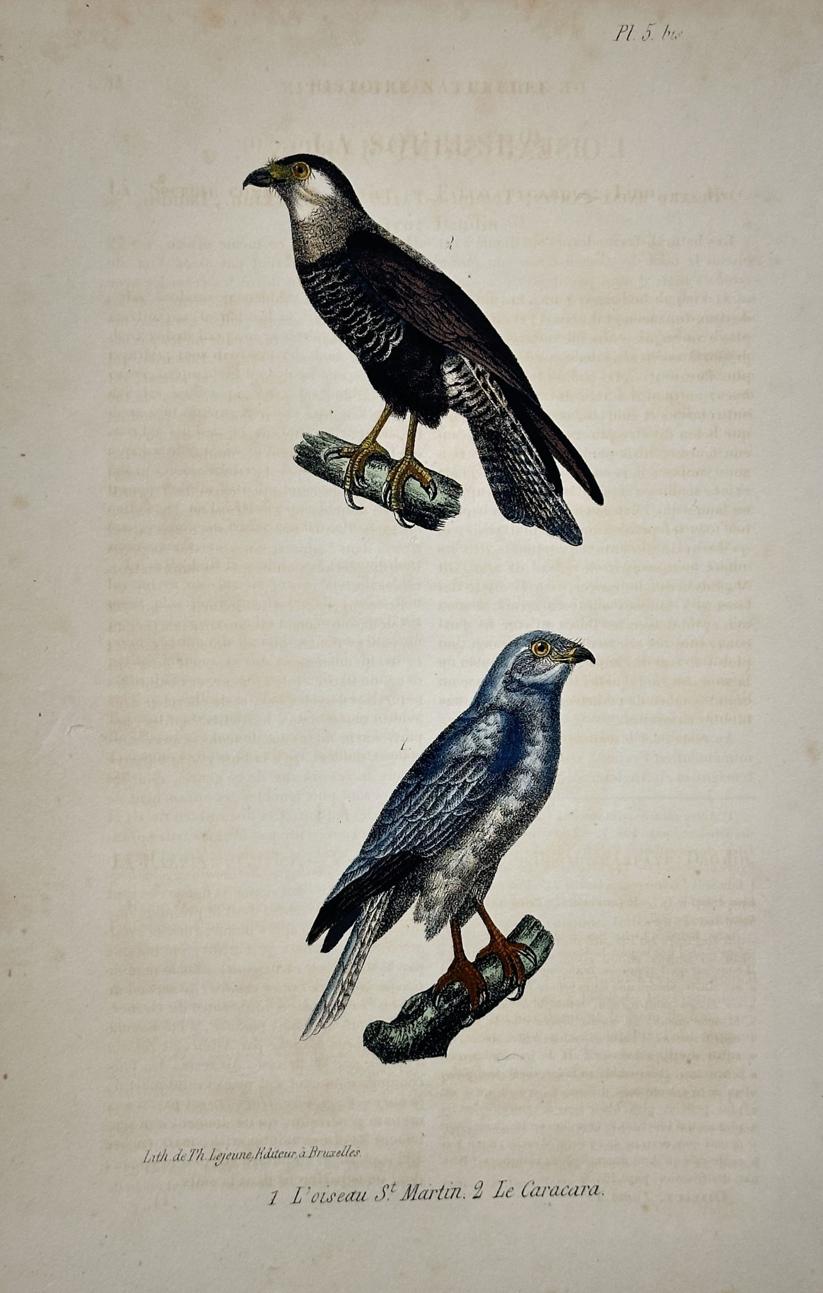 Georges-Louis Leclerc, Comte de Buffon – Illustration of the Hen Harrier and the Caracara (1 of 2)