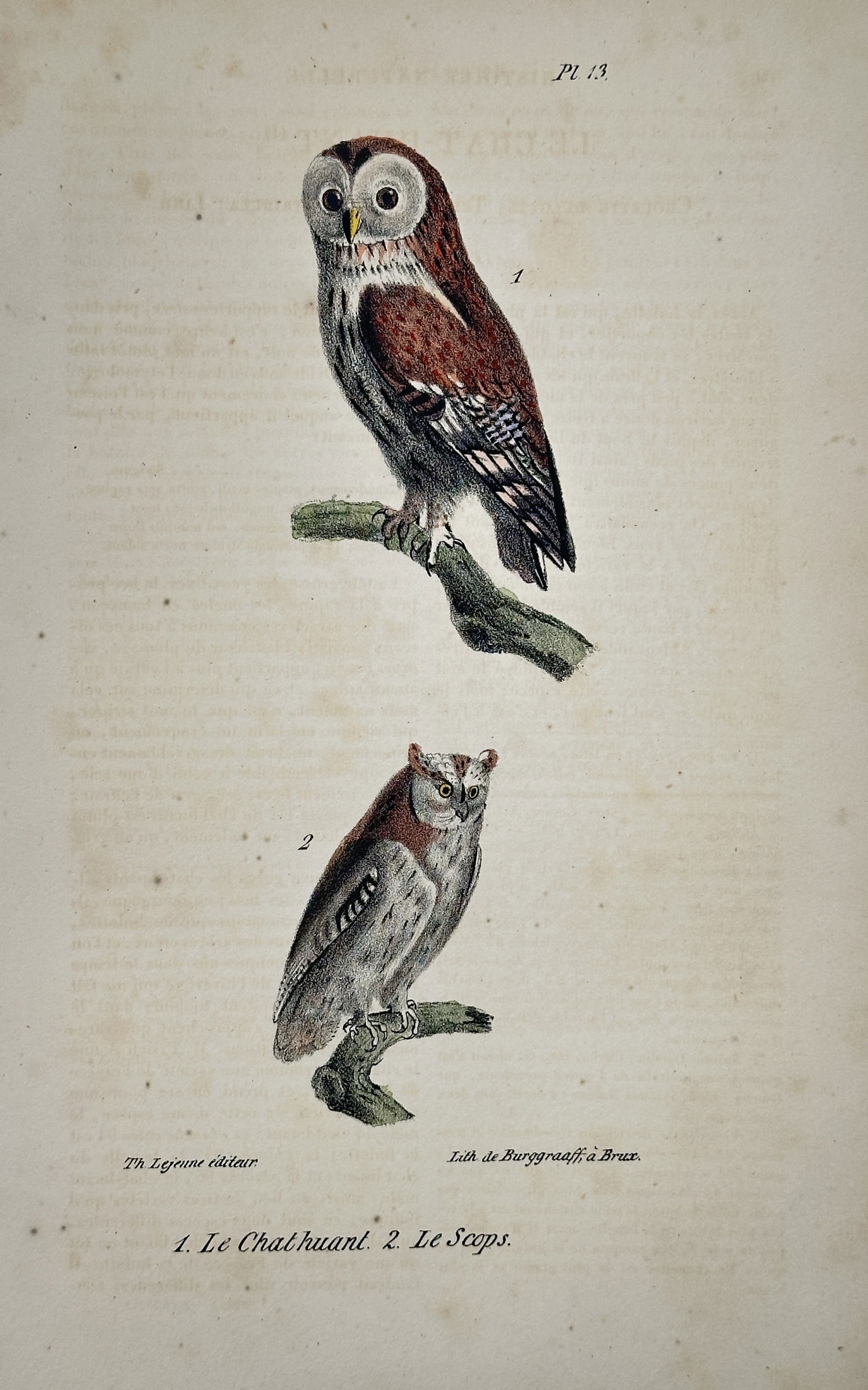 Georges-Louis Leclerc, Comte de Buffon – Illustration of the Tawny Owl and Scops Owl (1 of 2)