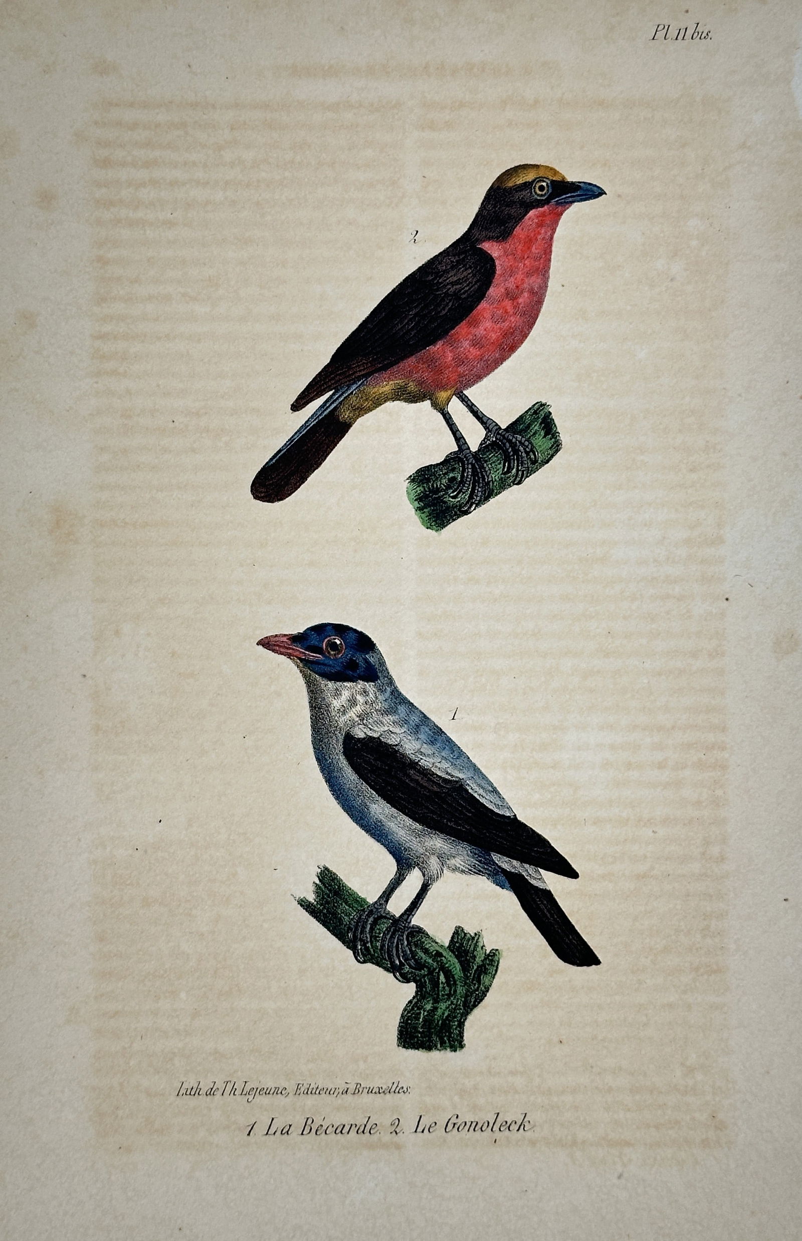 Georges-Louis Leclerc, Comte de Buffon – Illustration of the Becard and Conoloch (1 of 2)