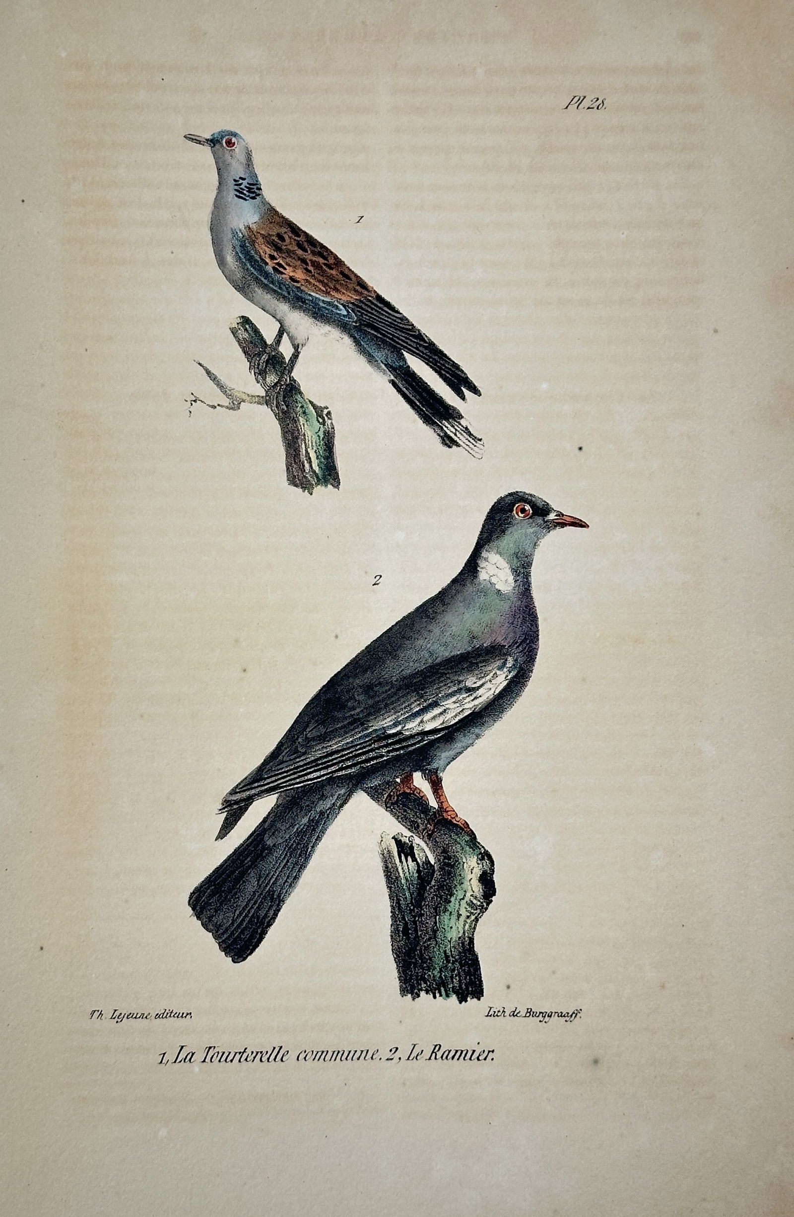 Georges-Louis Leclerc, Comte de Buffon – Illustration of the Turtle-Dove and Wood Pigeon (1 of 2)