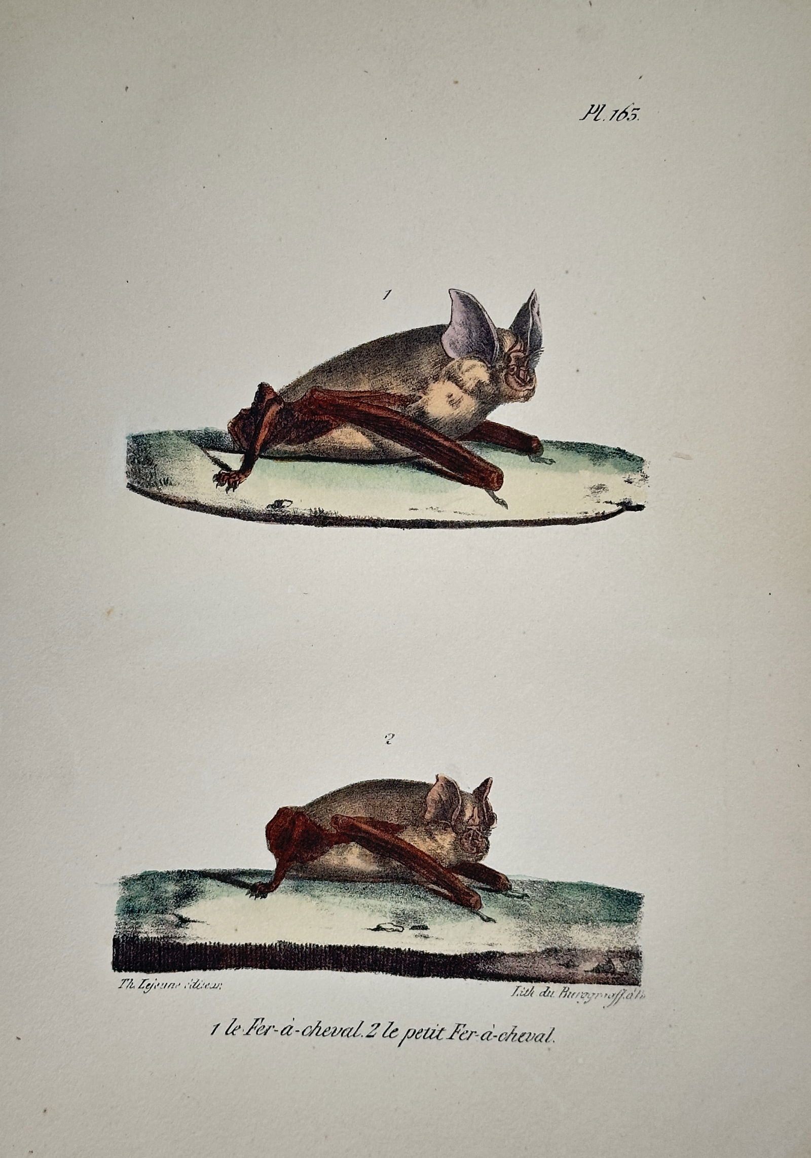 Georges-Louis Leclerc, Comte de Buffon – Zoological Illustration of the Greater and Lesser (1 of 2)