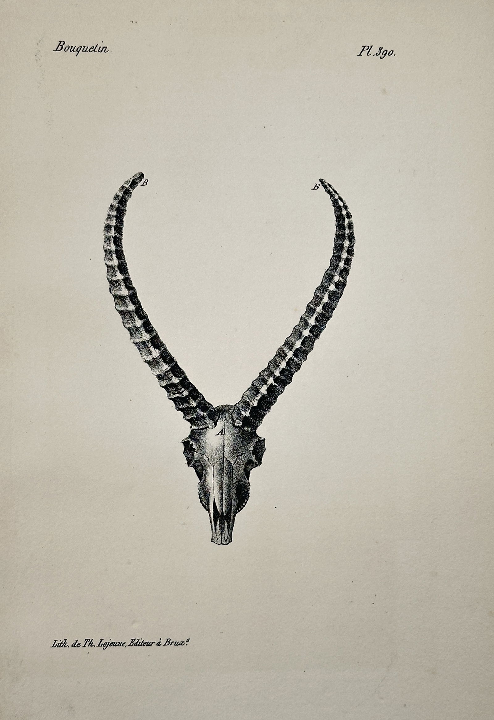 Georges-Louis Leclerc, Comte de Buffon – Zoological Illustration of the Skull and Horns of the (1 of 2)