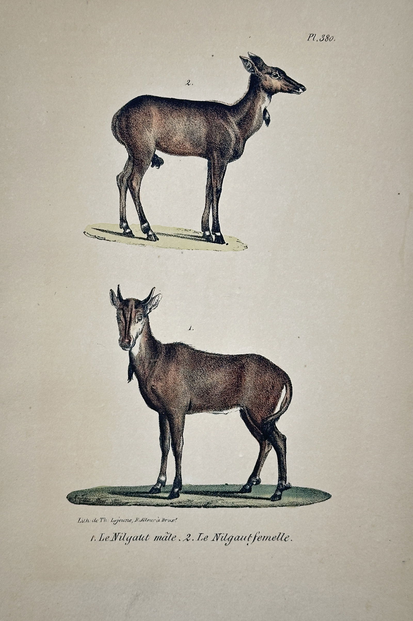 Georges-Louis Leclerc, Comte de Buffon – Zoological Illustration of the Male and Female Nilgai: This hand-colored lithograph is a zoological illustration featuring the male and female of the Nilgai Antelope (Le Nilgaut), the largest antelope species native to Asia. The illustration details the a