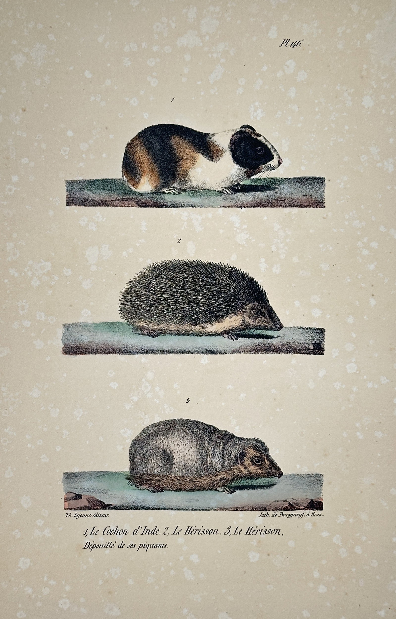Georges-Louis Leclerc, Comte de Buffon – Zoological Illustration of the Guinea Pig and the (1 of 2)