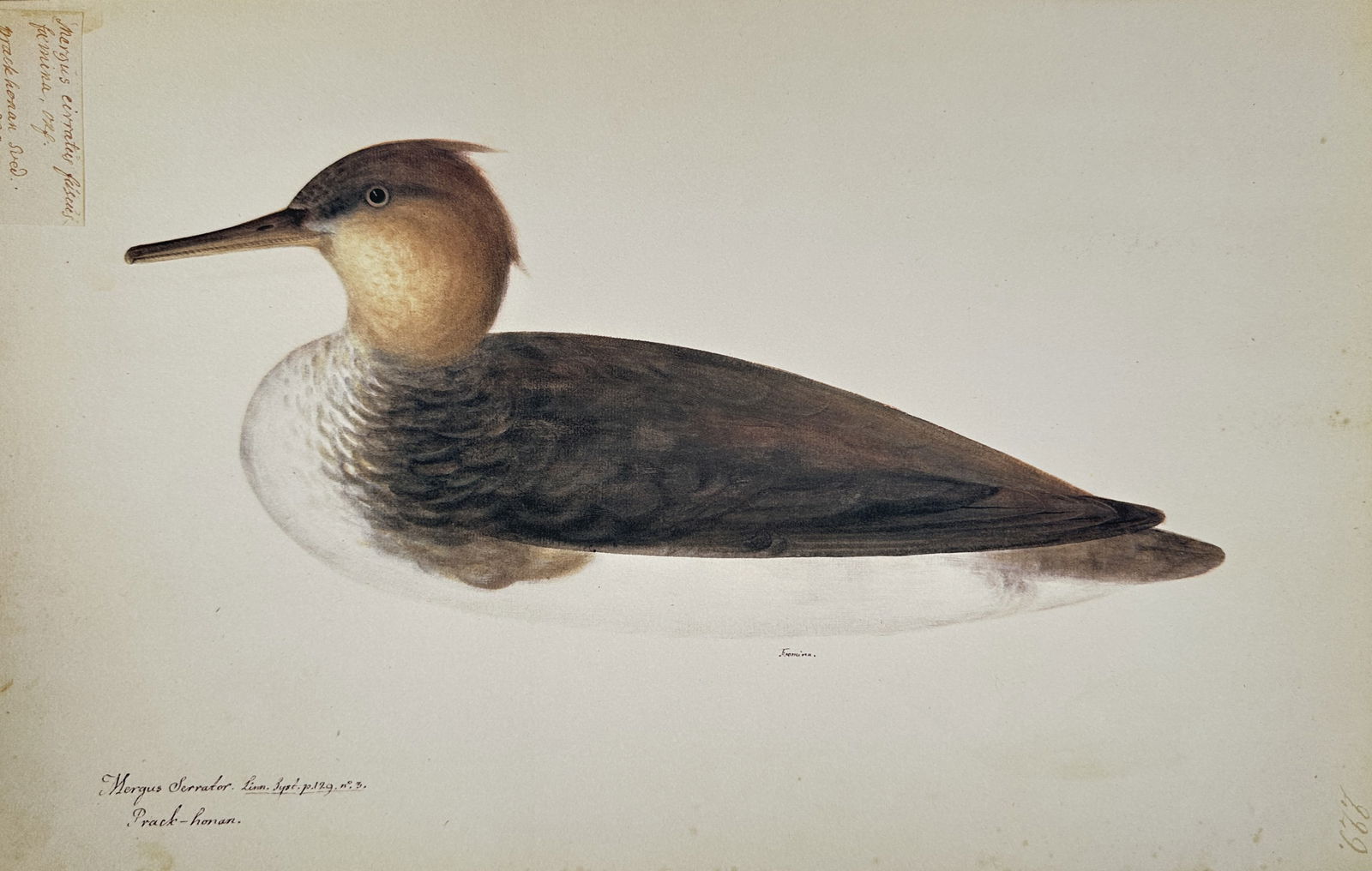 Olof Rudbeck the Younger – Illustration of the Red-breasted Merganser (Mergus Serrator) (1 of 2)