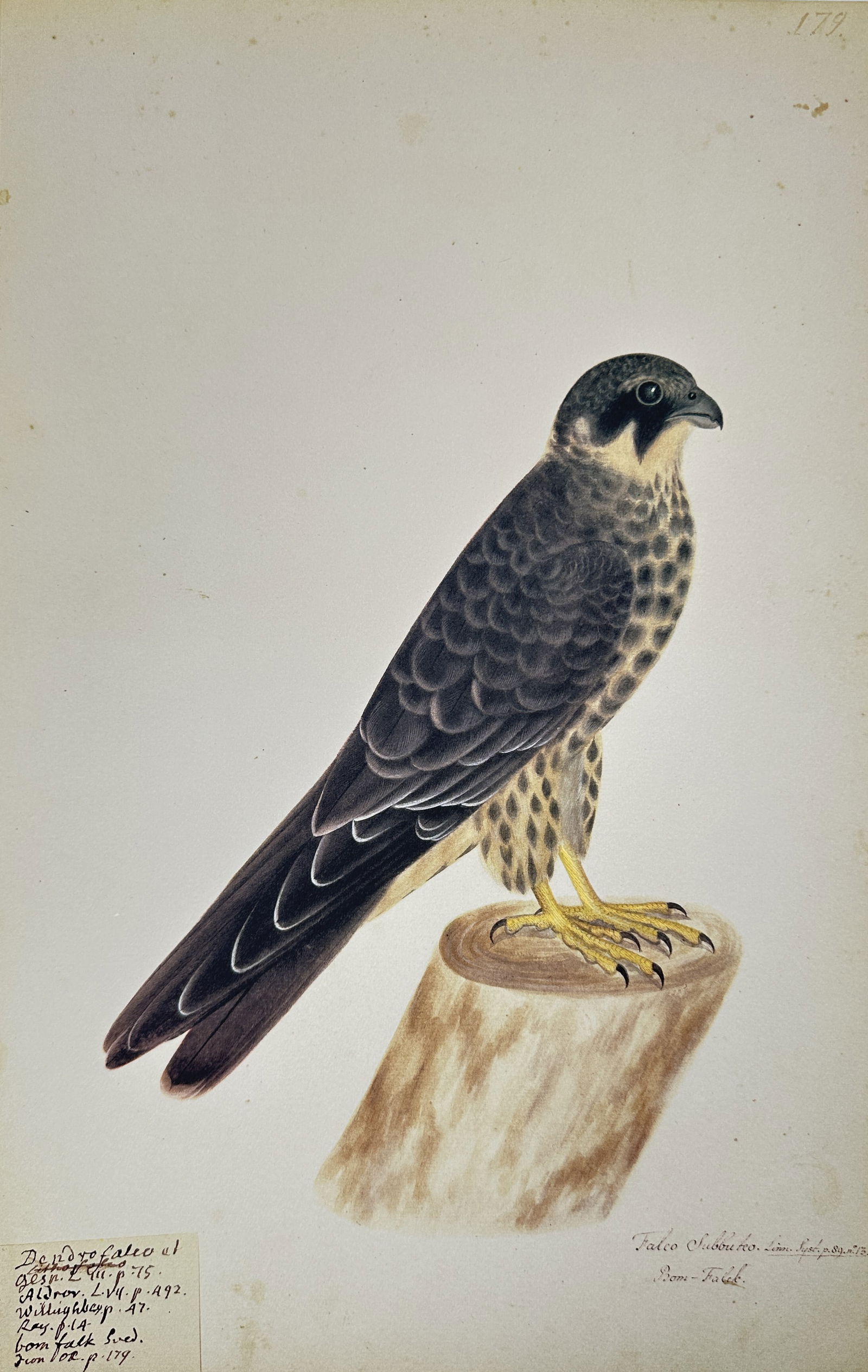 Olof Rudbeck the Younger – Illustration of the Eurasian Hobby (Falco Subbuteo) – Facsimile print (1 of 2)