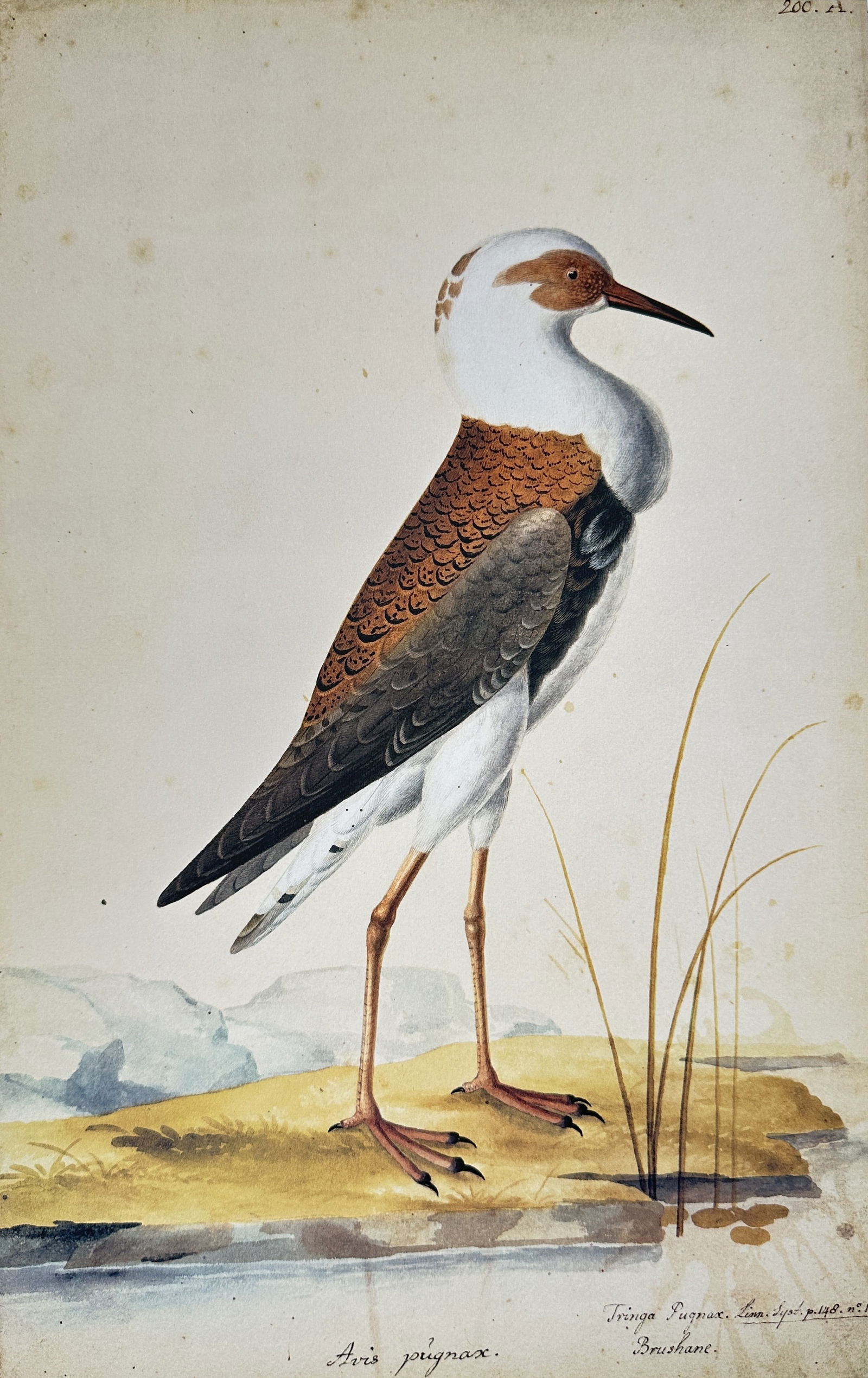 Olof Rudbeck the Younger – Illustration of the Ruff (Avis pugnax) – Facsimile print (1 of 2)