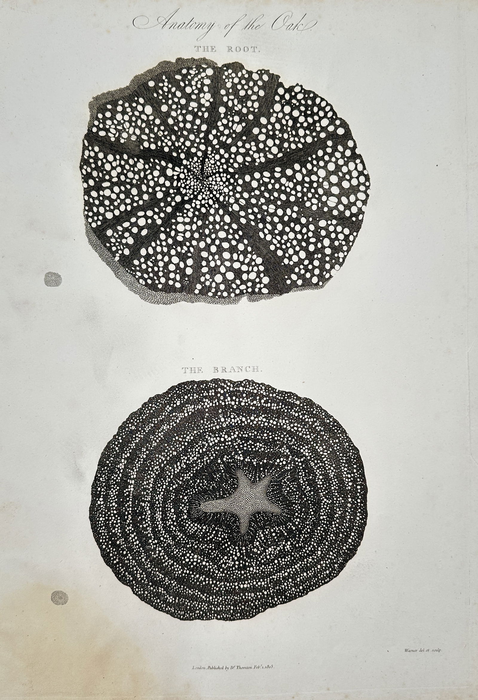 Robert Thornton – Microscopic Anatomy of the Oak: Root and Branch – Engraving (1803) (1 of 2)