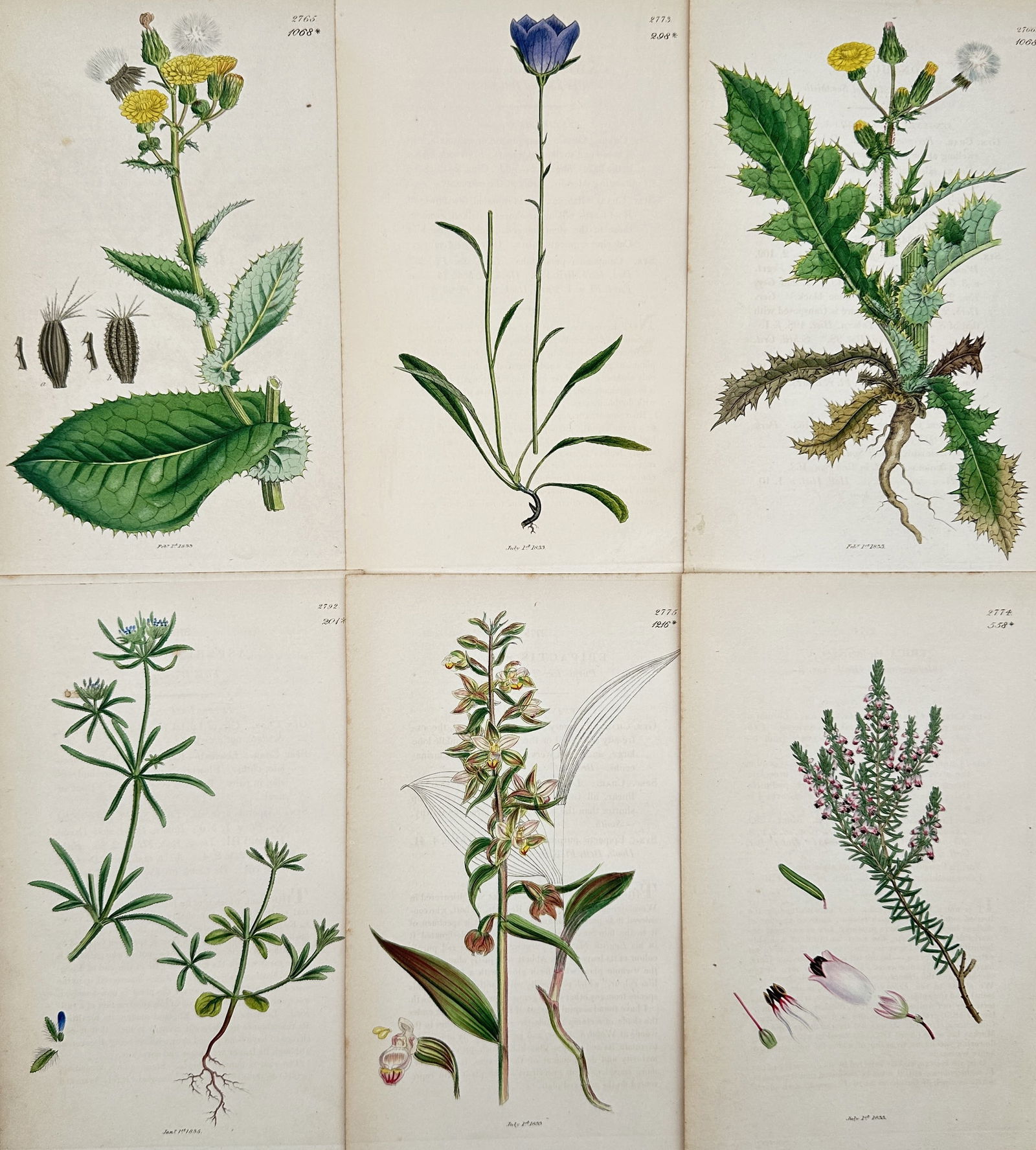 James Sowerby – Set of 6: Botanical Illustrations of British Flowering Plants – Engraving (c. (1 of 2)