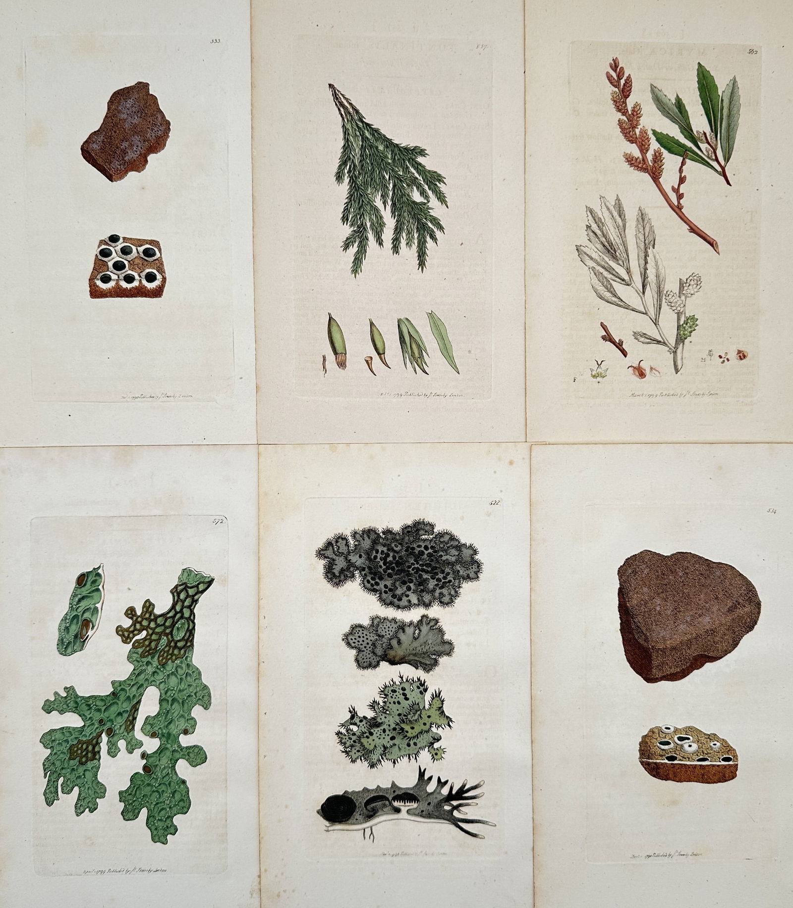James Sowerby – Set of 6: Botanical Illustrations of British Lichens and Plants – Engraving (c. (1 of 2)
