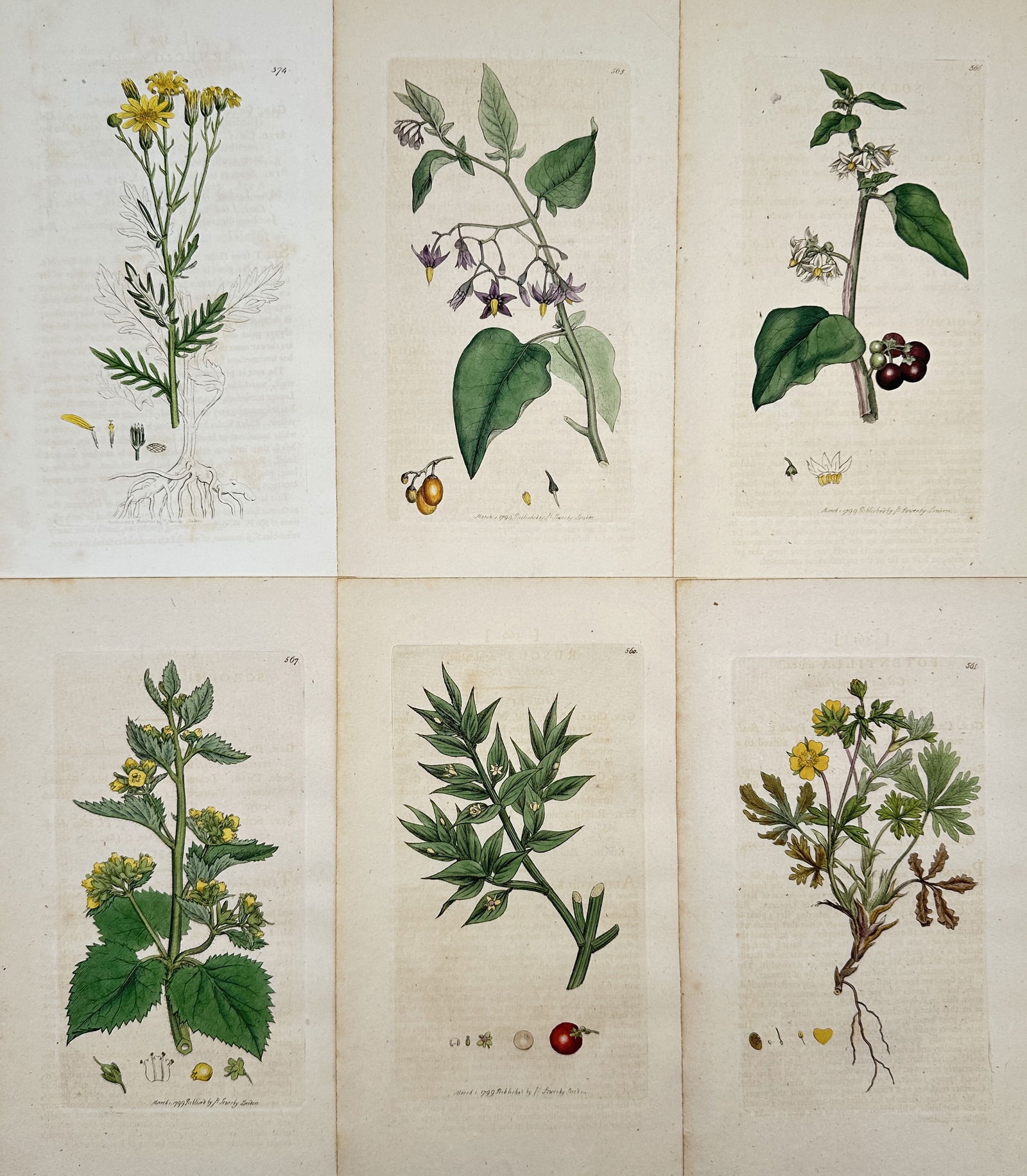 James Sowerby – Set of 6: Botanical Illustrations of British Nightshades and Flowering Plants – (1 of 2)