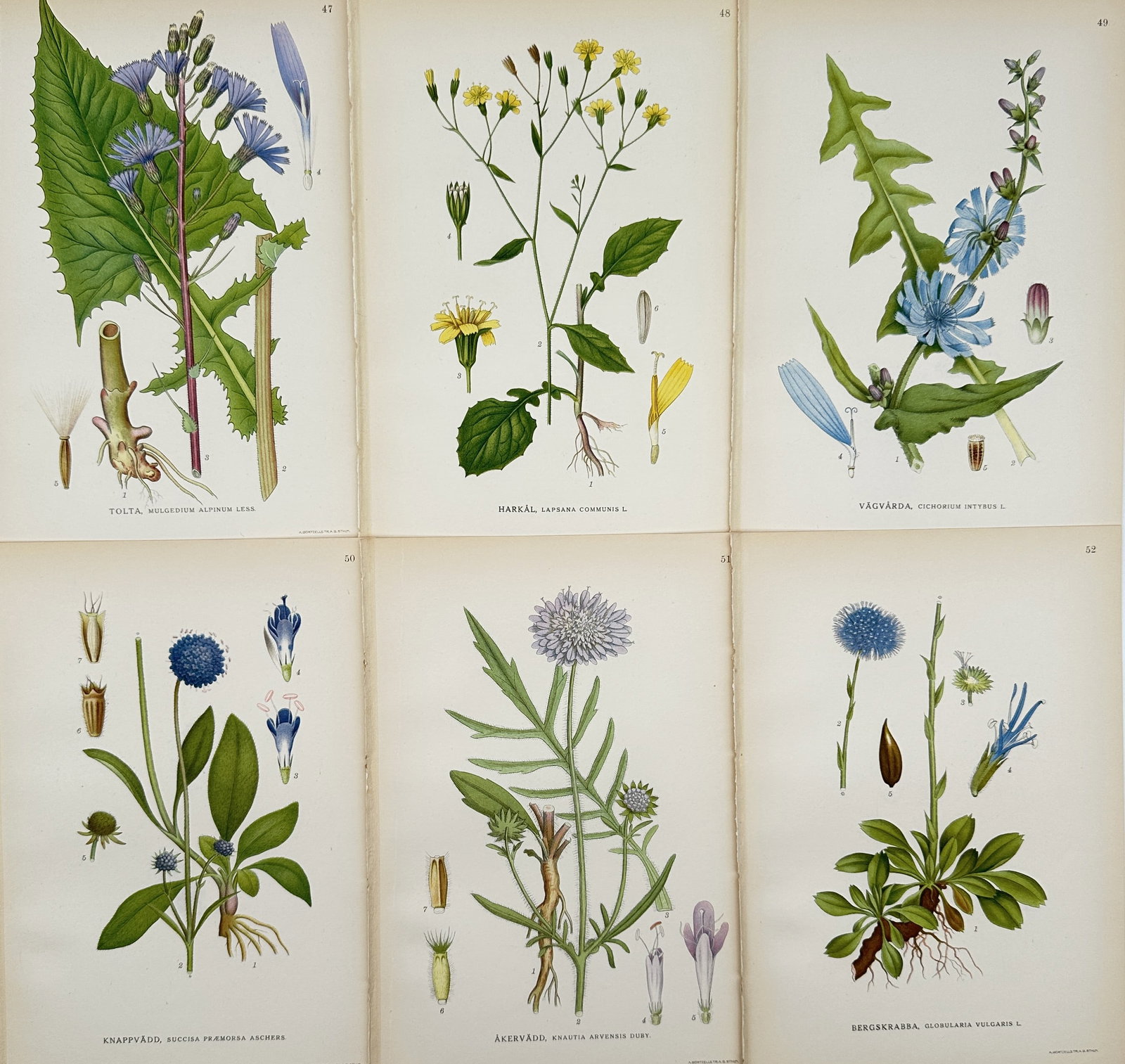 Carl Lindman – Set of 6: Chromolithograph Illustrations of Nordic Scabious and Chicory Species: This set of 6 chromolithograph illustrations depicts various flowering plants native to the Nordic region, primarily focusing on species with blue and yellow flowers, including Chicory (Cichorium inty