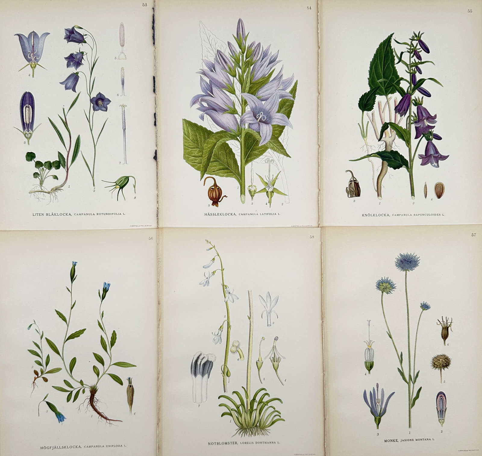 Carl Lindman – Set of 6: Chromolithograph Illustrations of Nordic Bellflowers and Blue Flowers: This set of 6 chromolithograph illustrations depicts various blue-flowered species native to the Nordic region, primarily focusing on the Bellflower family (Campanula) with examples including Harebell