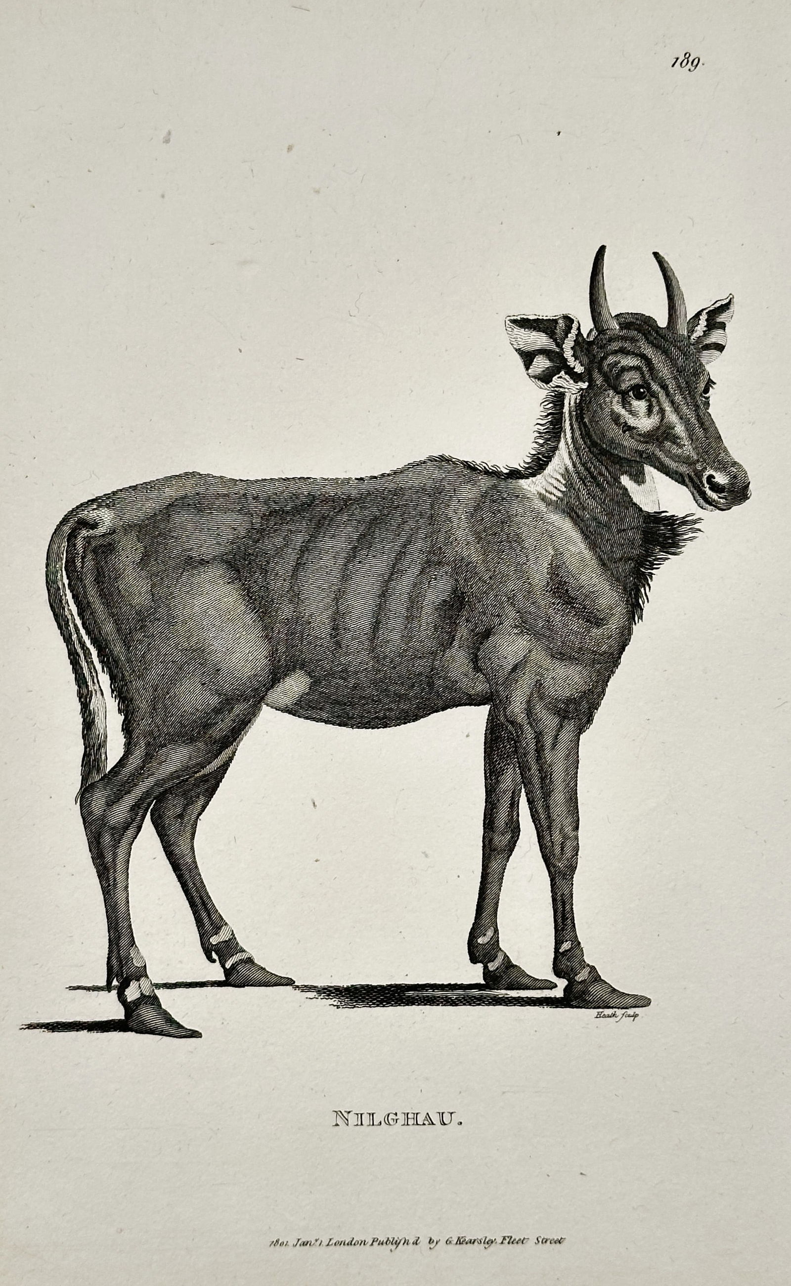 George Shaw – Nilgai (Nilchau) – Copperplate engraving (1800) (1 of 2)