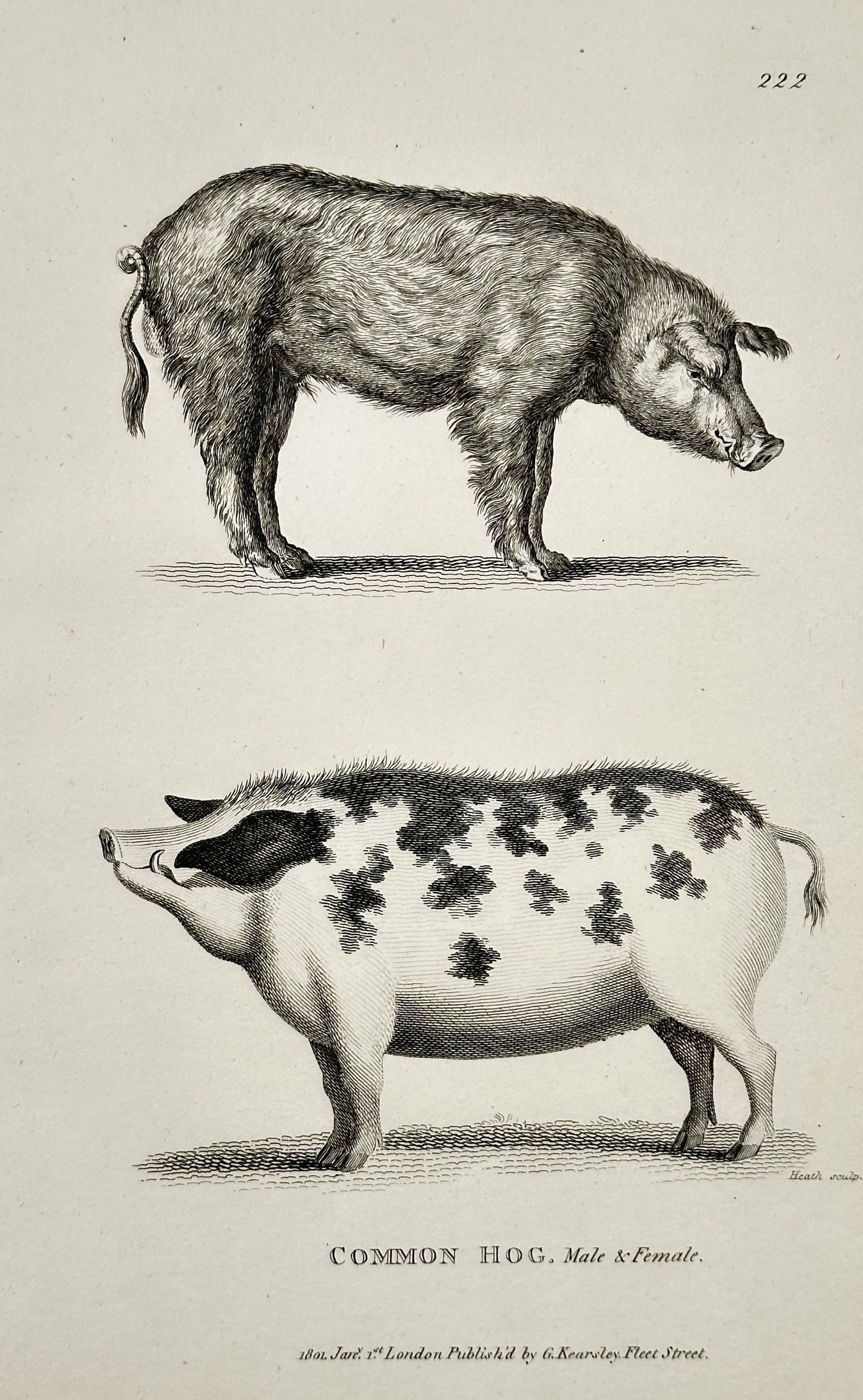 George Shaw – Common Hog (Male and Female) – Copperplate engraving (1800) (1 of 2)
