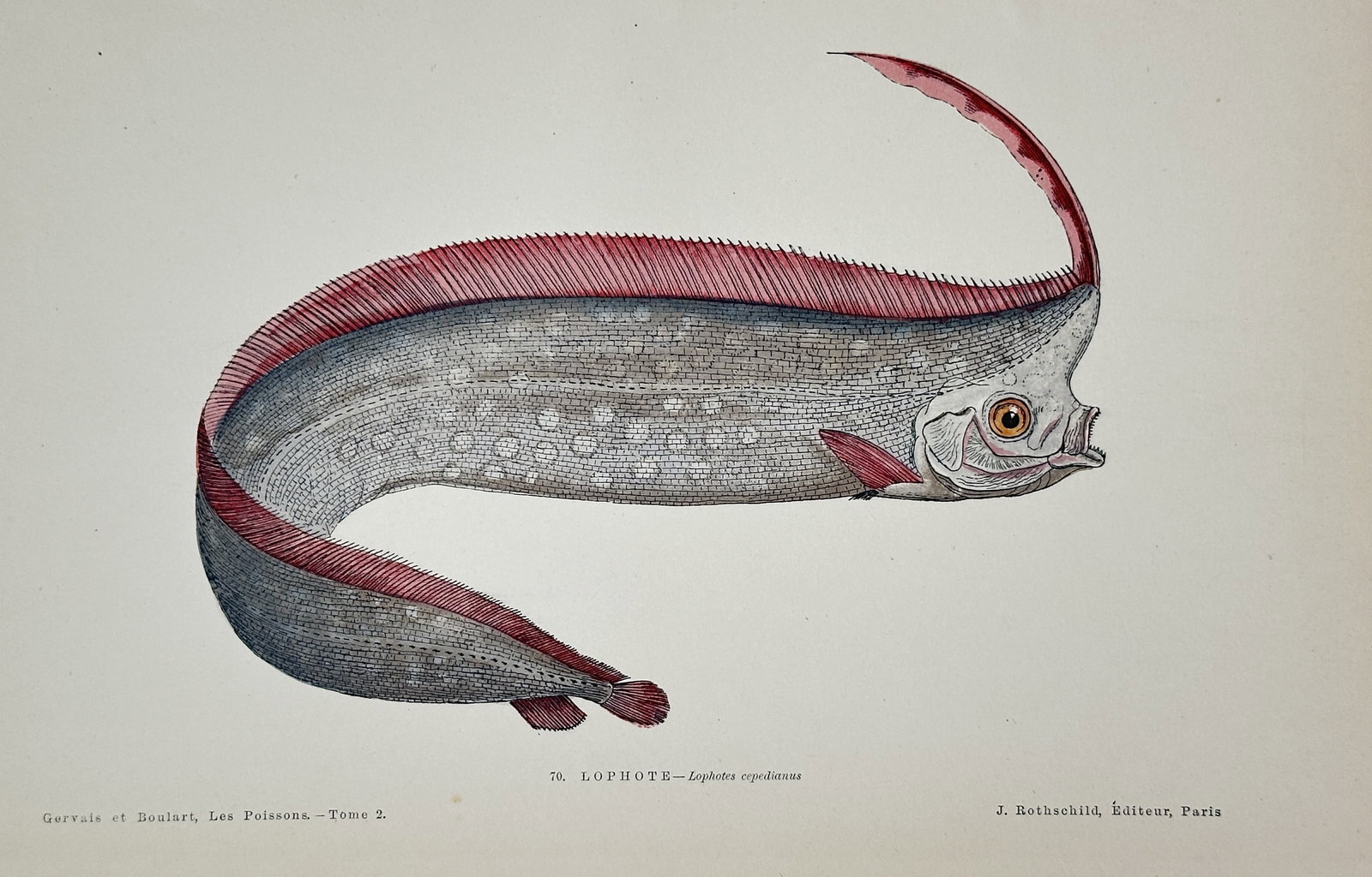 Jules Rothschild (1838–1901) – Crestfish (Lophotes) – Chromolithograph (1876): This chromolithograph illustrates the Crestfish, known scientifically as Lophotes cepedianus, a striking deep-sea fish characterized by its ribbon-like body, large eyes, and distinctive high, red dors