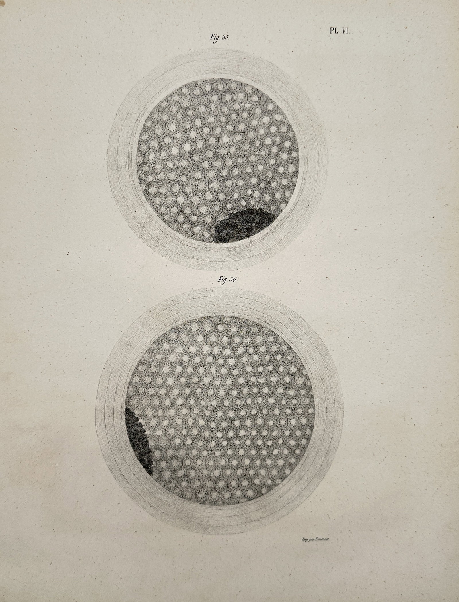Jean-Baptiste Marc Bourgery – Microscopic Views of the Ovum and Early Segmentation – Engraving: This engraving displays four detailed microscopic diagrams (Fig. 61 through Fig. 64) illustrating the structure of the ovum (fertilized egg) and the initial phases of cell division or segmentation. Th