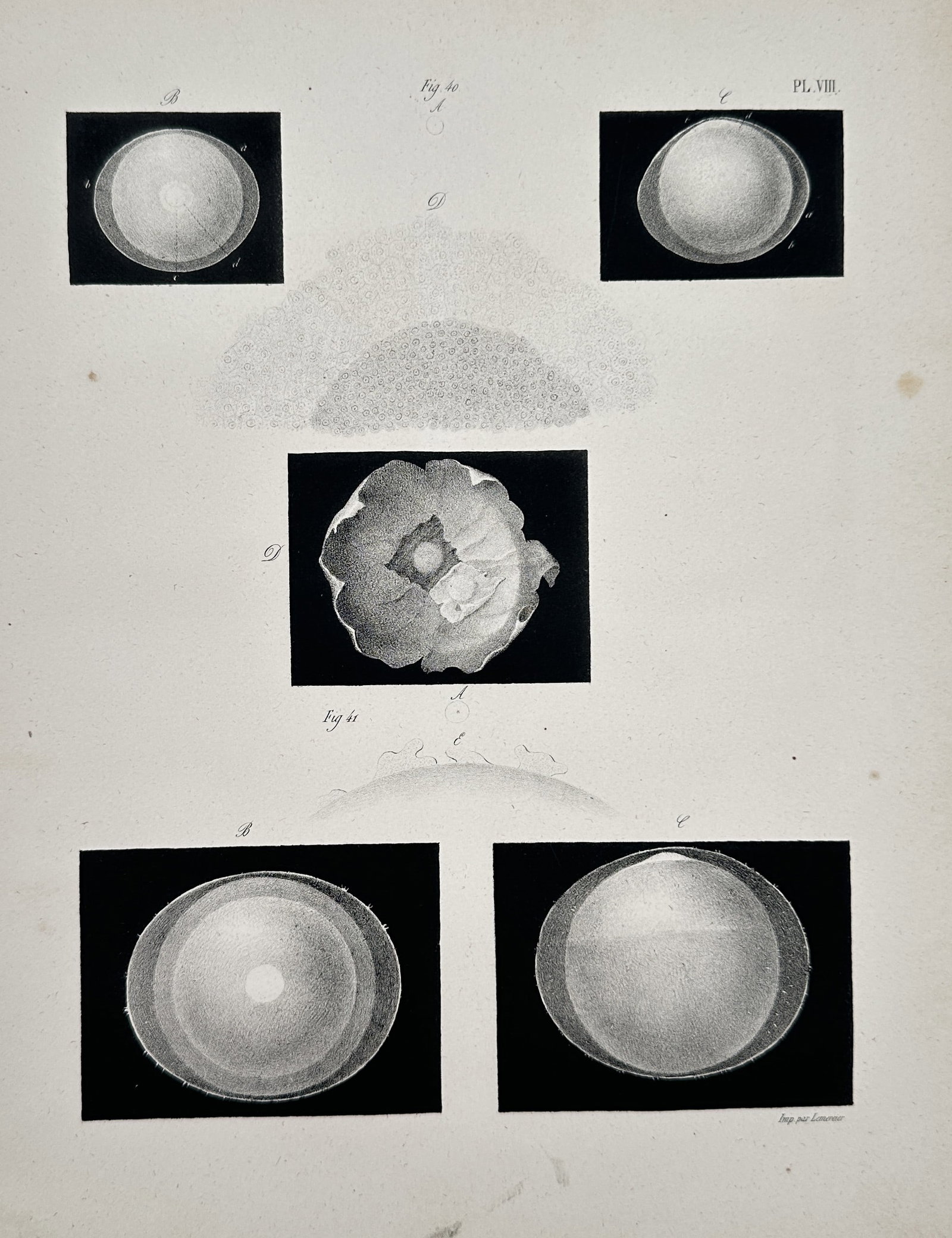 Jean-Baptiste Marc Bourgery – Microscopic Views of the Ovum and Blastula Stage – Engraving (1 of 2)