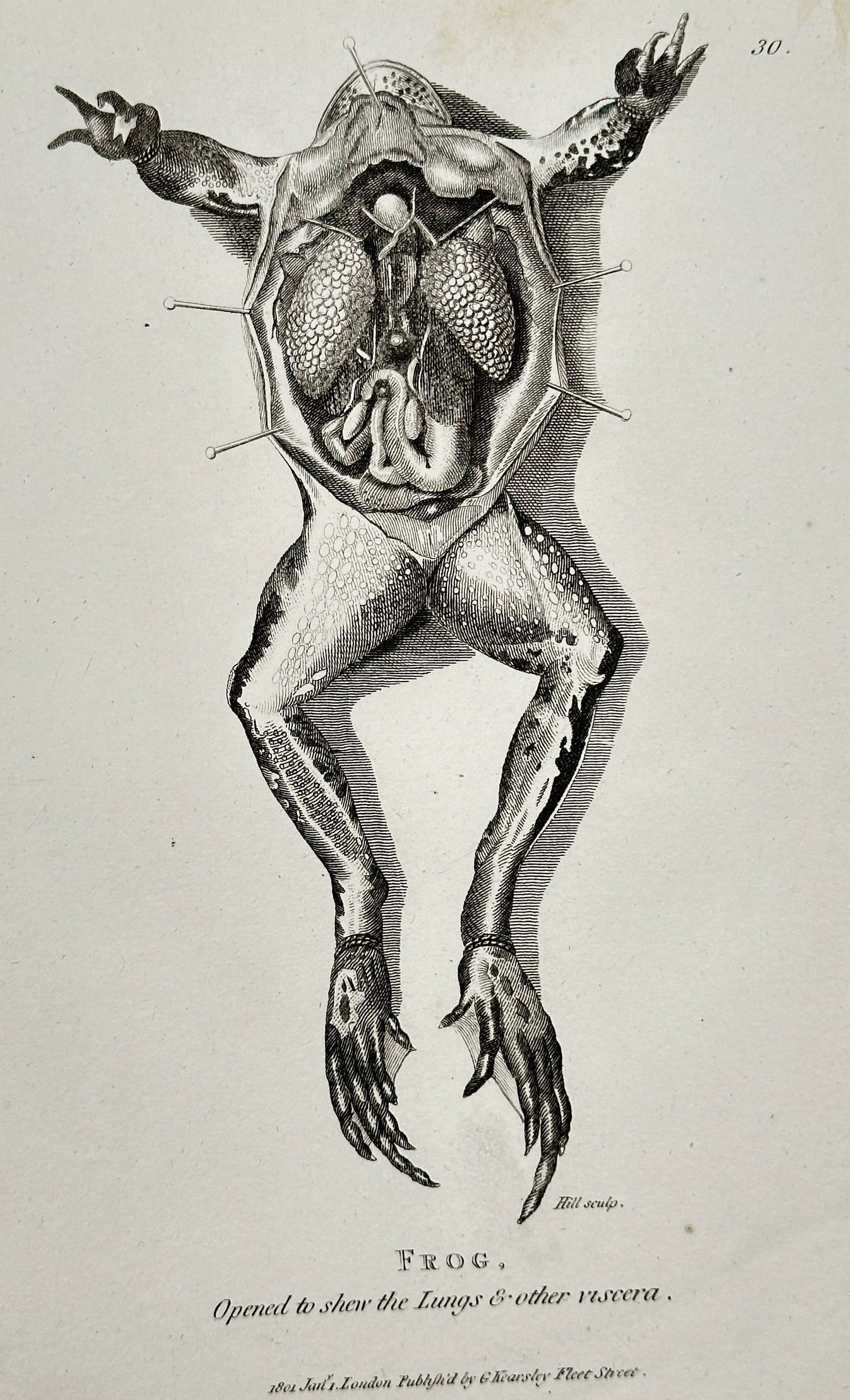 George Shaw – Anatomy of the Frog (Dissection) – Copperplate engraving (1802): This copperplate engraving illustrates the dissection of a Frog, opened and pinned out to display its internal viscera, including the lungs and other organs. The detailed illustration serves as a refe