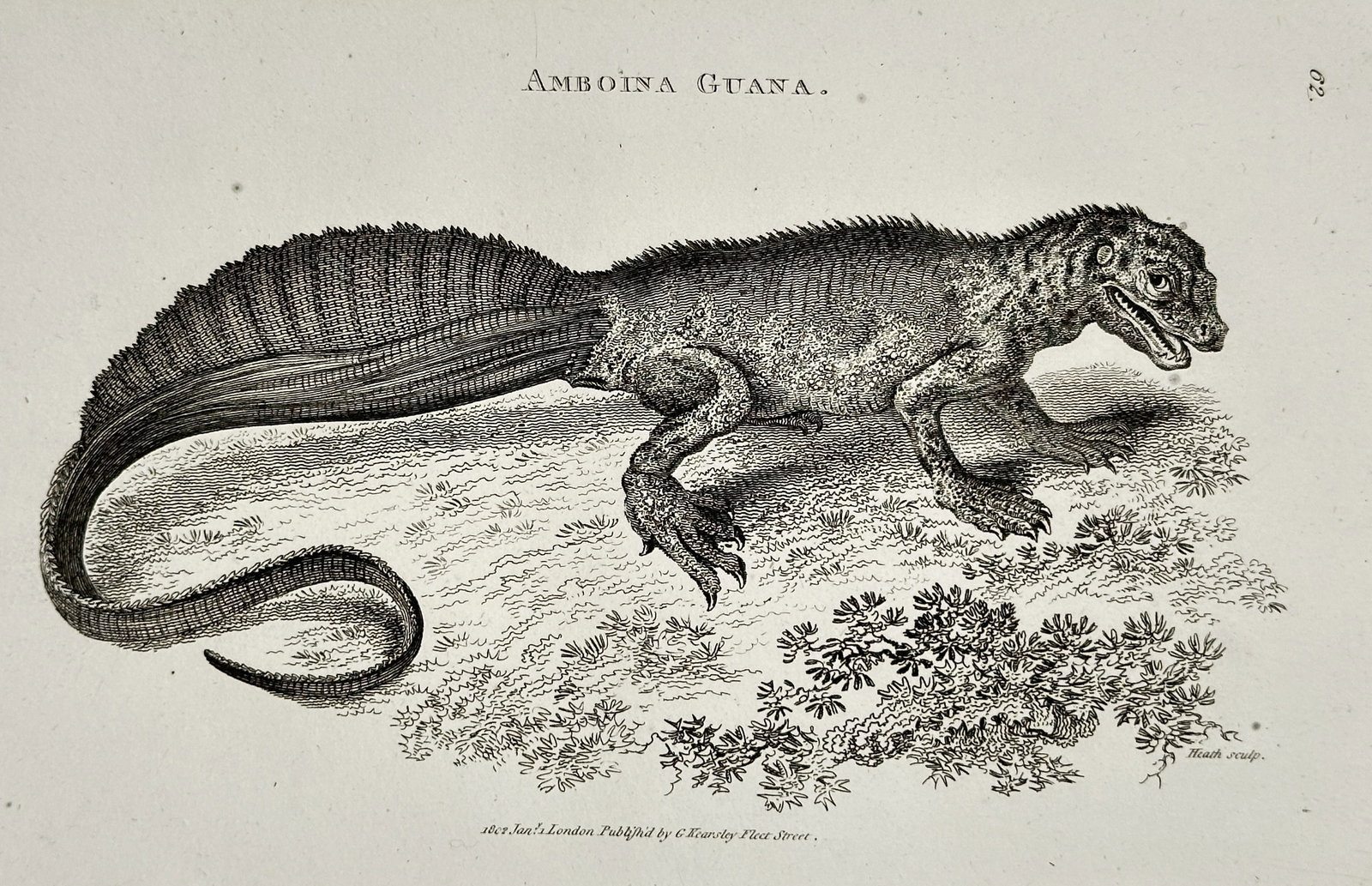 George Shaw – Amboina Guana (Sailfin Lizard) – Copperplate engraving (1802): This copperplate engraving illustrates the Amboina Guana (Sailfin Lizard), a large lizard characterized by its prominent crest running along its back and tail, and its detailed scaly skin texture. The