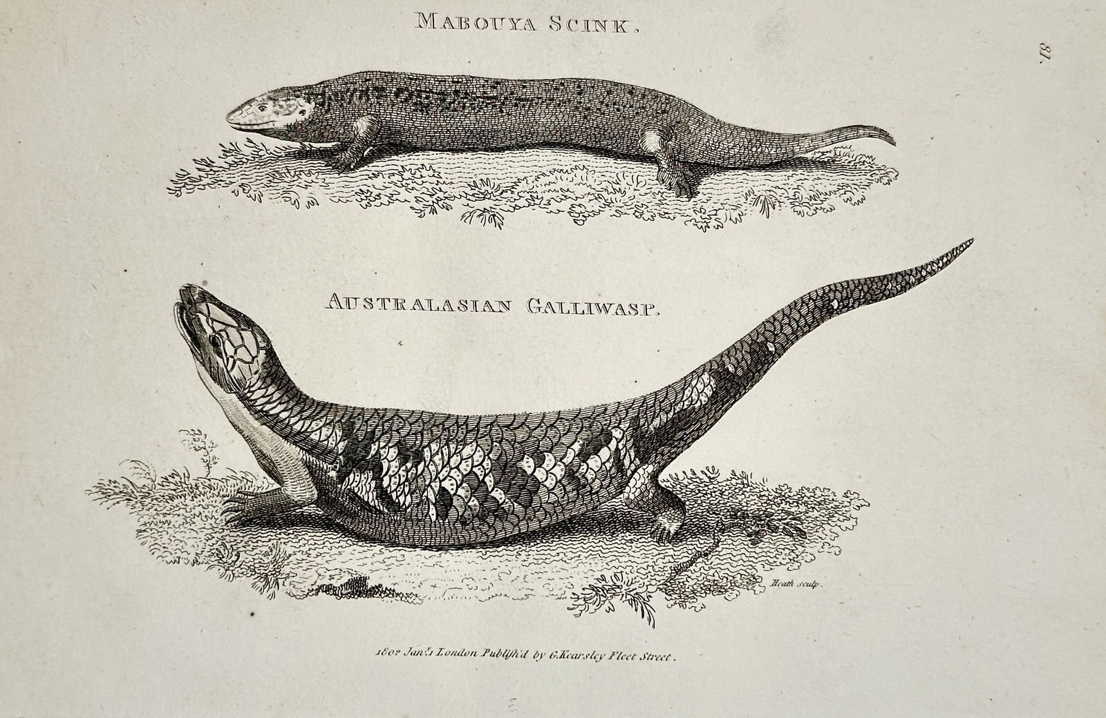 George Shaw – Mabouya Skink and Australasian Galliwasp – Copperplate engraving (1802): This copperplate engraving illustrates two species of lizard: the Mabouya Skink, shown with a smooth, elongated body and short limbs, and the Australasian Galliwasp (a large skink species), depicted w