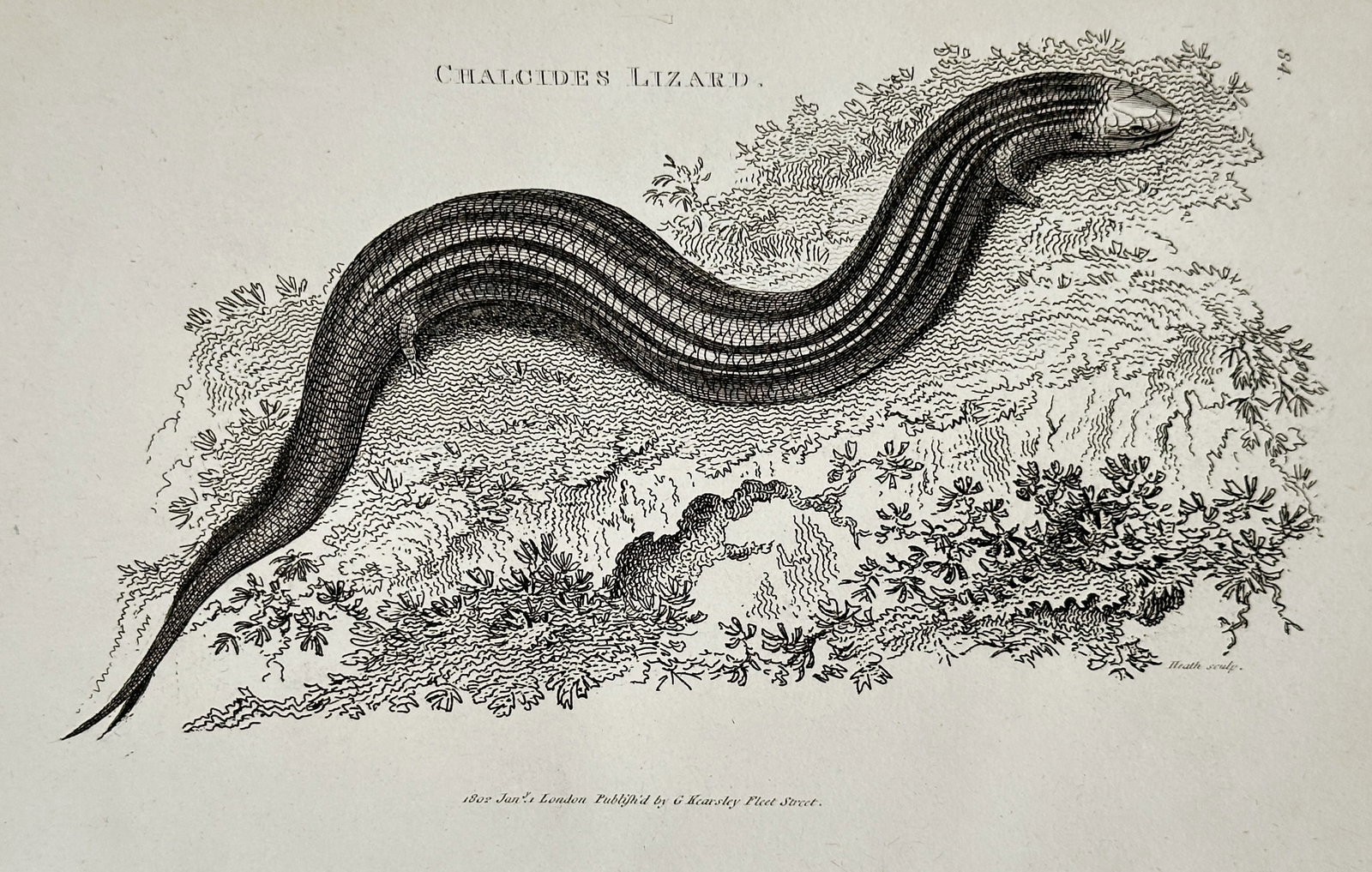 George Shaw – Chalcides Lizard – Copperplate engraving (1802): This copperplate engraving illustrates the Chalcides Lizard, a serpentine reptile characterized by its elongated, striped body and small, nearly vestigial limbs, moving through a tangle of low-lying f
