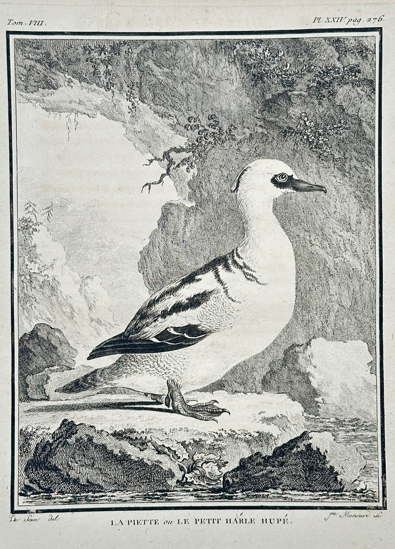 Georges-Louis Leclerc, Comte de Buffon – The Small Crested Merganser – Copper engraving: This copper engraving depicts the Small Crested Merganser (La Piette), a species of sawbill duck, shown standing on rocks against a backdrop of sea cliffs. The illustration is derived from the monumen