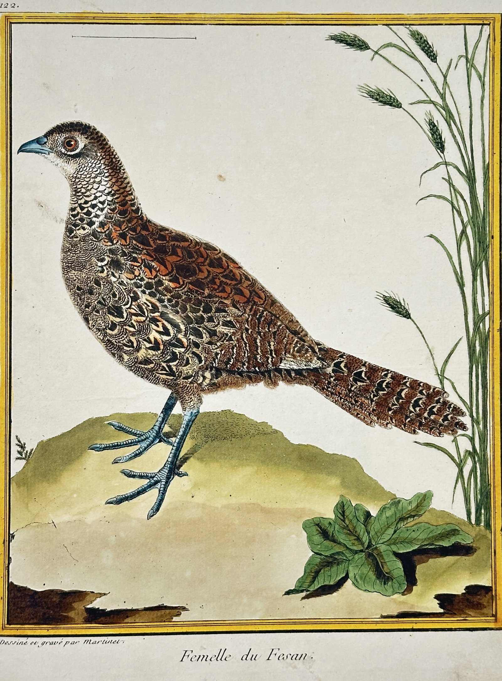 François-Nicolas Martinet – Female Pheasant – Hand-colored copper engraving (c. 1775) (1 of 2)