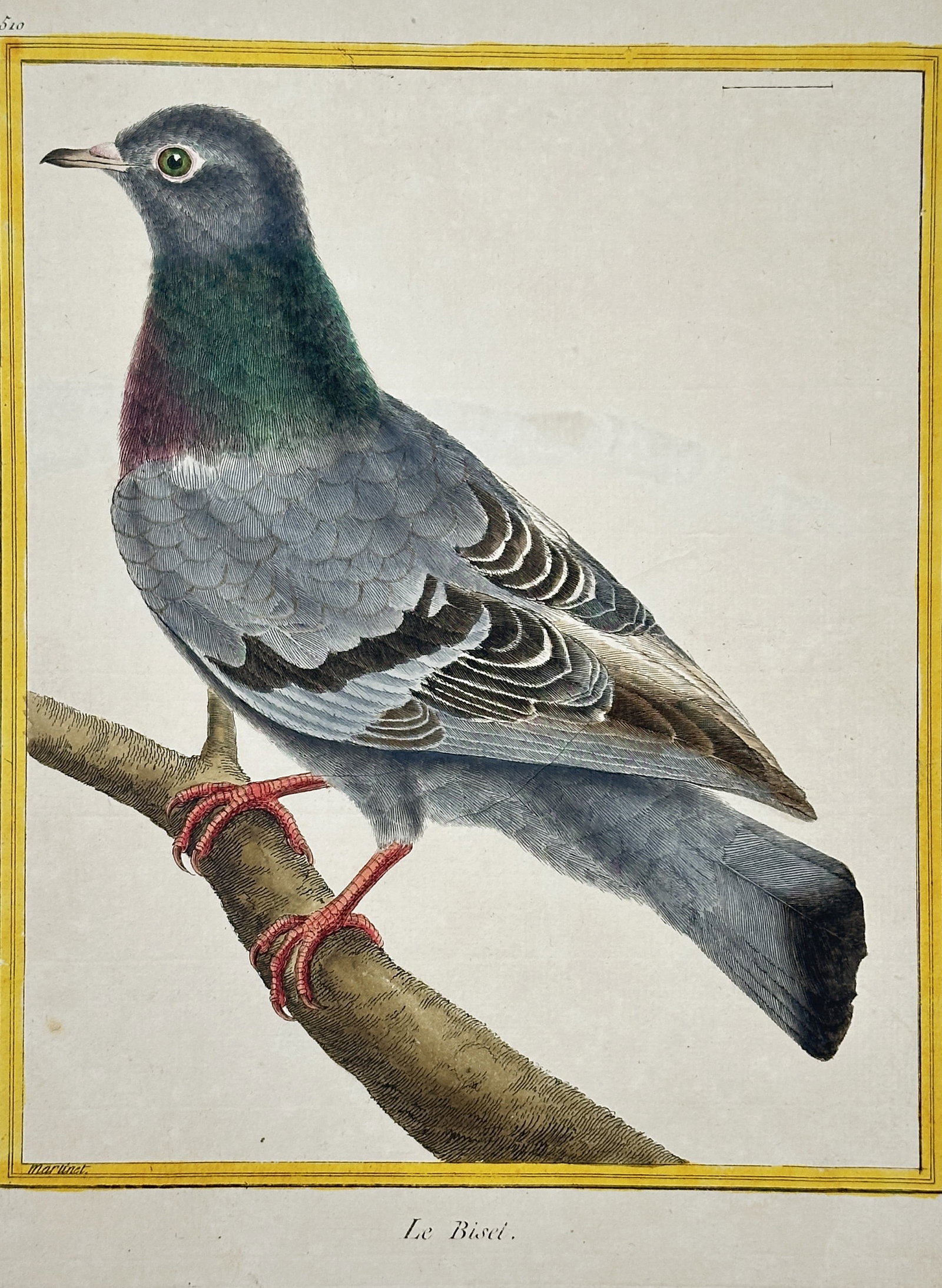 François-Nicolas Martinet – The Rock Dove (Le Biset) – Hand-colored copper engraving (c. 1775): This hand-colored copper engraving depicts The Rock Dove (Le Biset), illustrating its characteristic gray plumage with iridescent green and purple markings on the neck, perched on a branch. The print