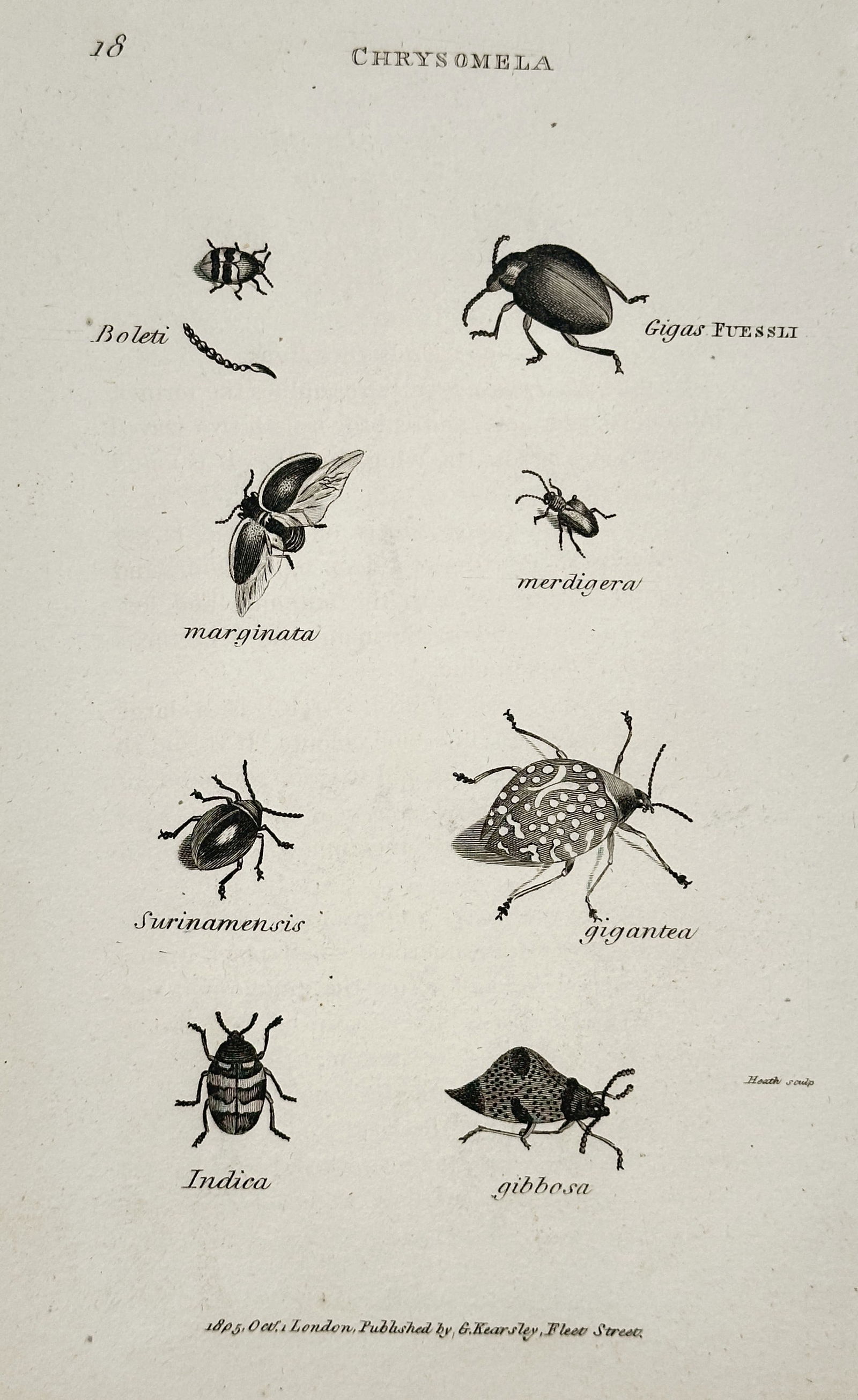 George Shaw (1751–1813) – Chrysomela (Leaf Beetle) Species – Copper engraving (1804): This copper engraving depicts several species of the Chrysomela genus, commonly known as leaf beetles, illustrating their various forms including gigantea, marginata, and Indica. The print originates