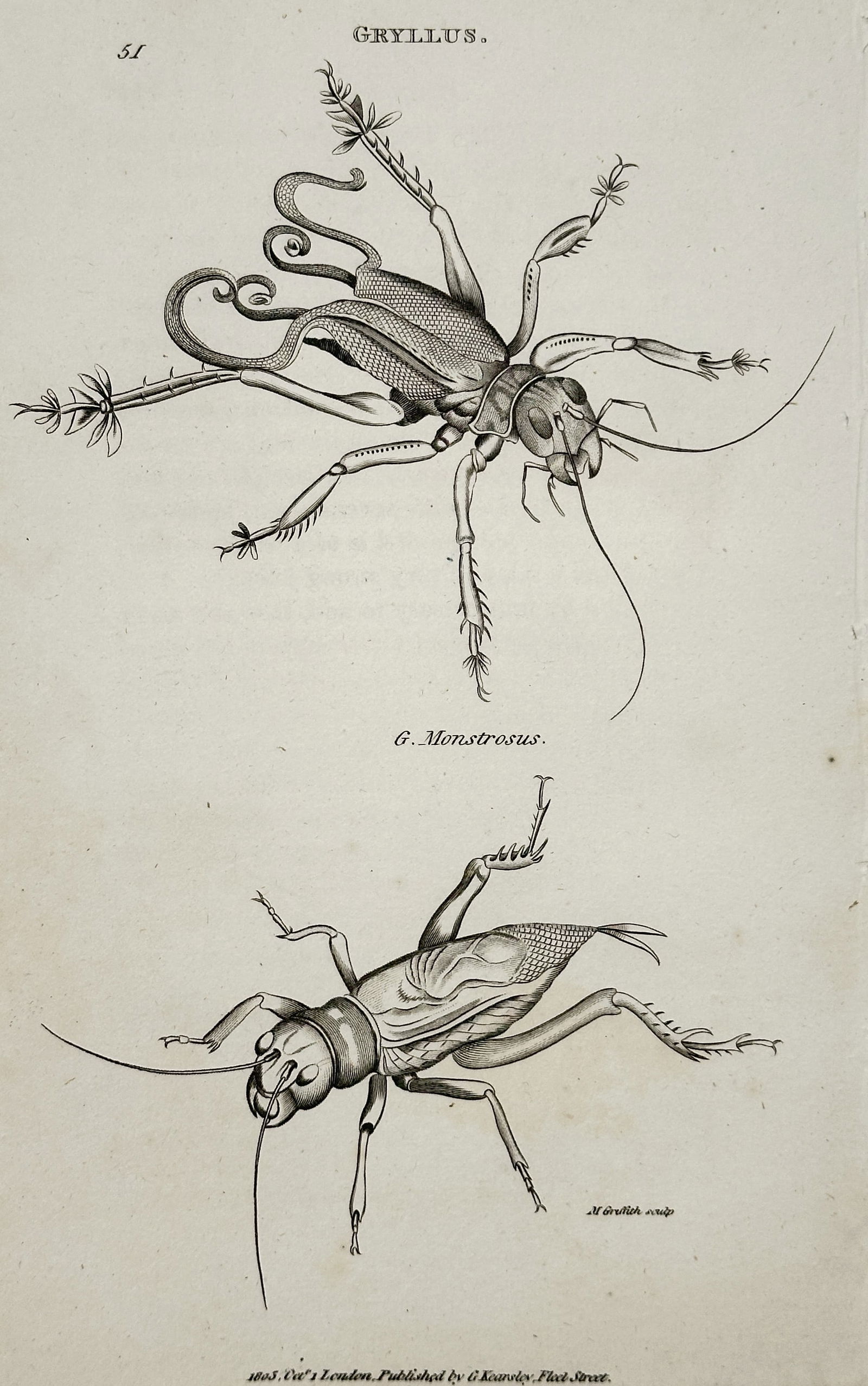 George Shaw (1751–1813) – Gryllus (Cricket/Grasshopper) Species – Copper engraving (1804): This copper engraving depicts two large insects of the genus Gryllus, including a complex species labeled G. Monstrosum, illustrating their antennae, legs, and segmented bodies with detailed crosshatc
