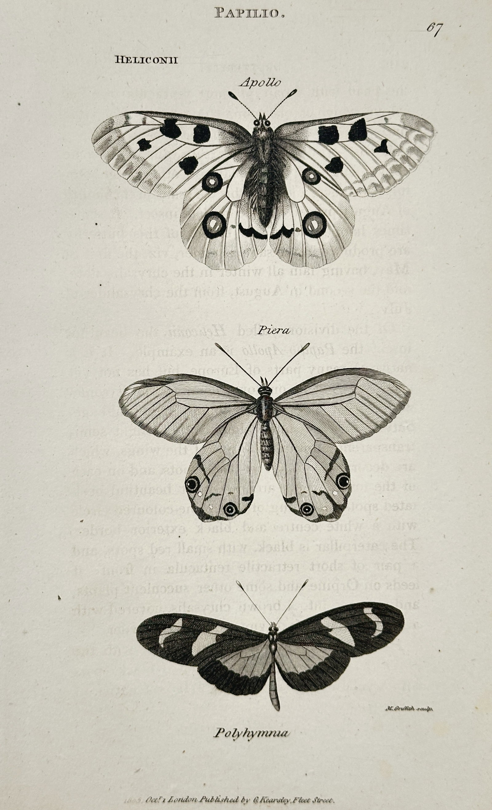 George Shaw (1751–1813) – Papilio (Butterfly) Species: Apollo, Piera, and Polyhymna: This copper engraving depicts three butterfly species—Apollo, Piera, and Polyhymna—classified under the genus Papilio, illustrating the detailed patterns of their wings. The print originates from 