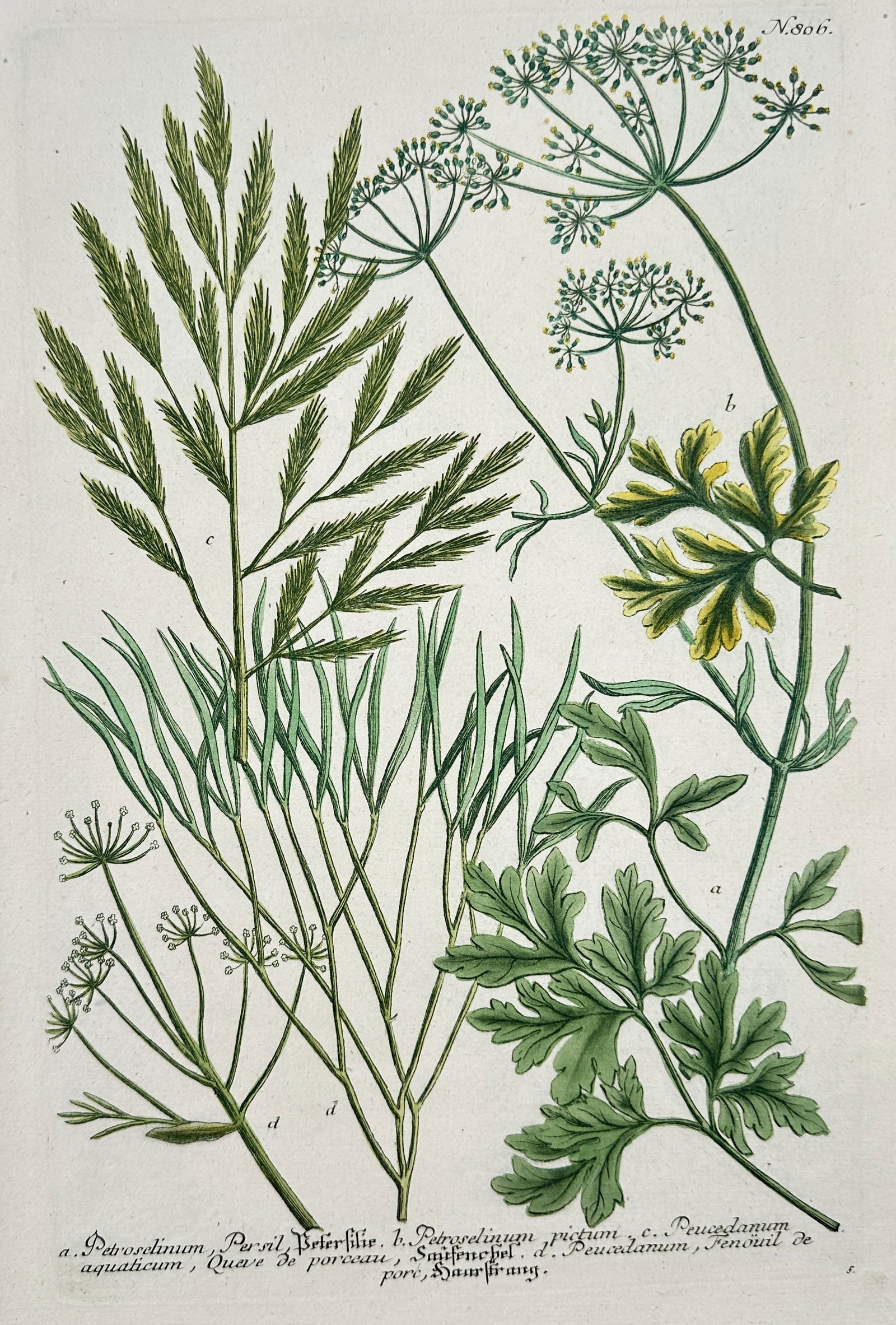 Johann Wilhelm Weinmann – Umbelliferous (Caraway/Parsley Family) Species – Hand-colored: This hand-colored engraving depicts several species from the Umbellifer family (Apiaceae), including Bunium (Caraway/Pignut) species, illustrating their characteristic highly divided, fern-like foliag