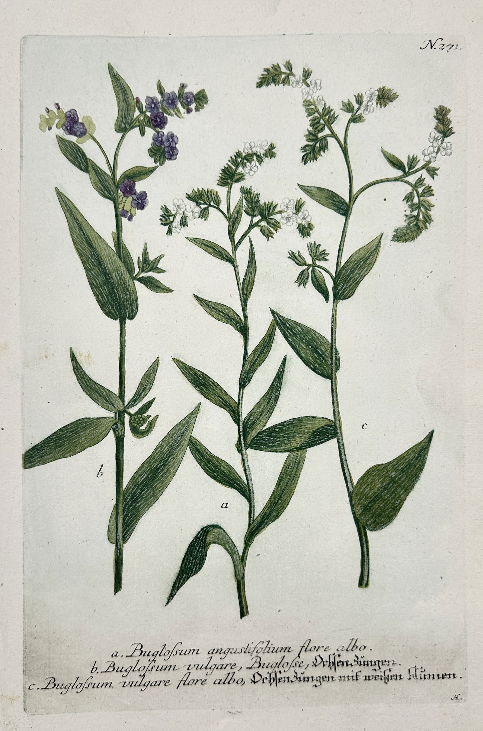 Johann Wilhelm Weinmann – Buglossum (Bugloss) Species – Hand-colored engraving (c. 1740) (1 of 2)