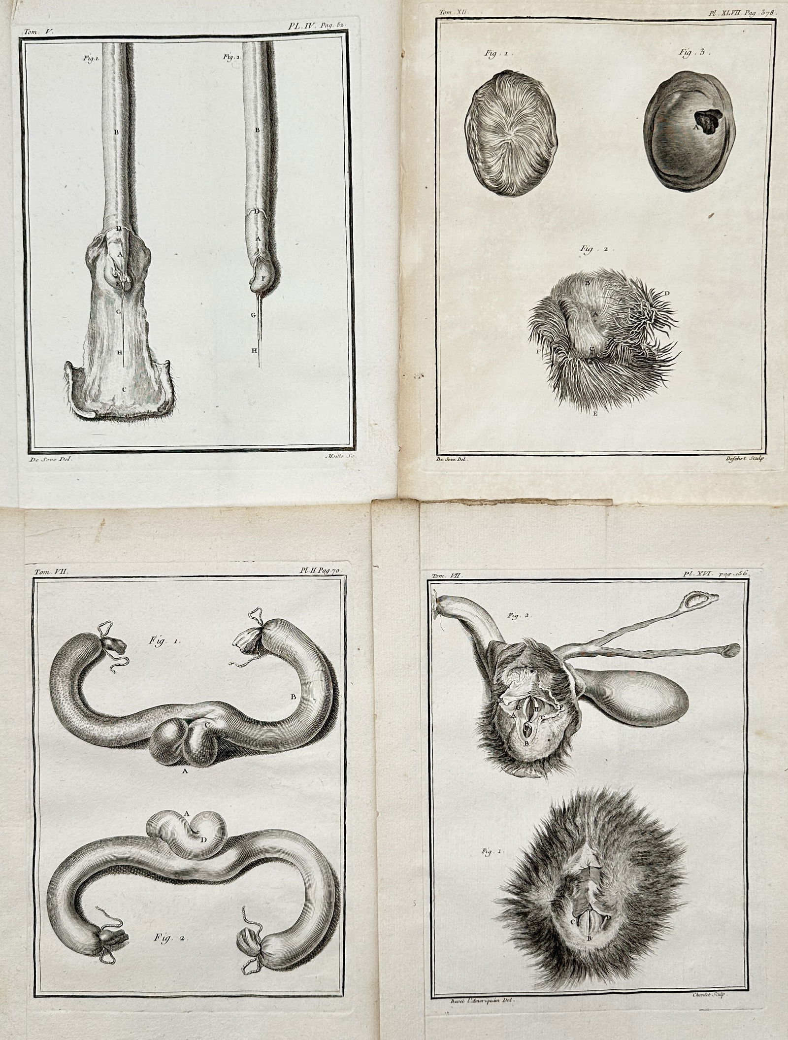 Georges-Louis Leclerc, Comte de Buffon – Set of 4: Plates Illustrating Animal Glands and: This set of four copper engravings provides detailed illustrations of internal animal anatomy, focusing specifically on reproductive organs and glandular structures, reflecting the rigorous scientific