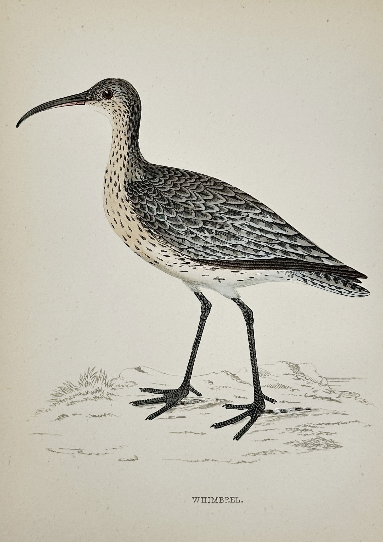 Francis Orpen Morris (1810–1893) – Whimbrel – Chromolithograph (c. 1855) (1 of 2)