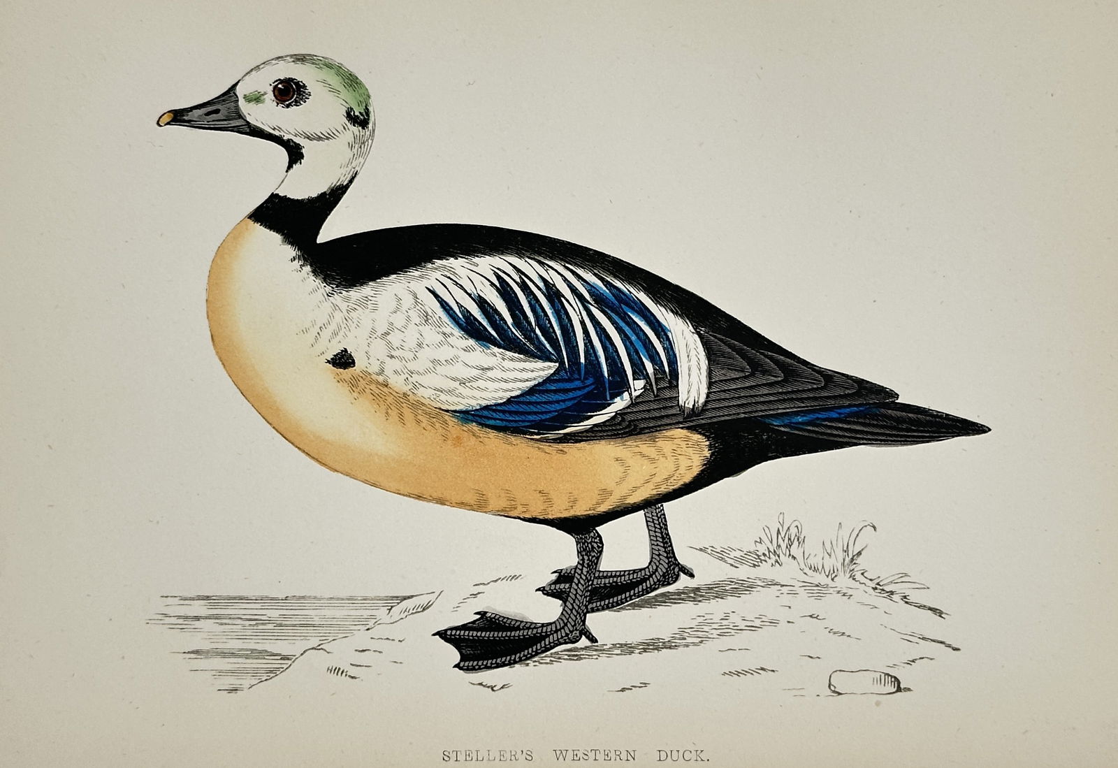 Francis Orpen Morris (1810–1893) – Steller's Western Duck – Chromolithograph (c. 1855): This zoological illustration depicts Steller's Western Duck, also known as Steller's Eider, a sea duck noted for the male's distinct white, black, and rufous-orange plumage with a striking green patch