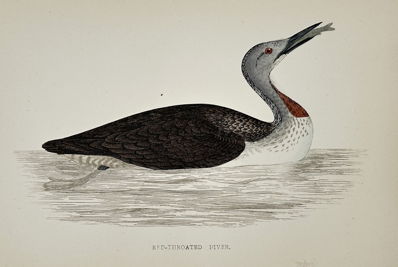 Francis Orpen Morris (1810–1893) – Red-throated Diver – Chromolithograph (c. 1855) (1 of 2)
