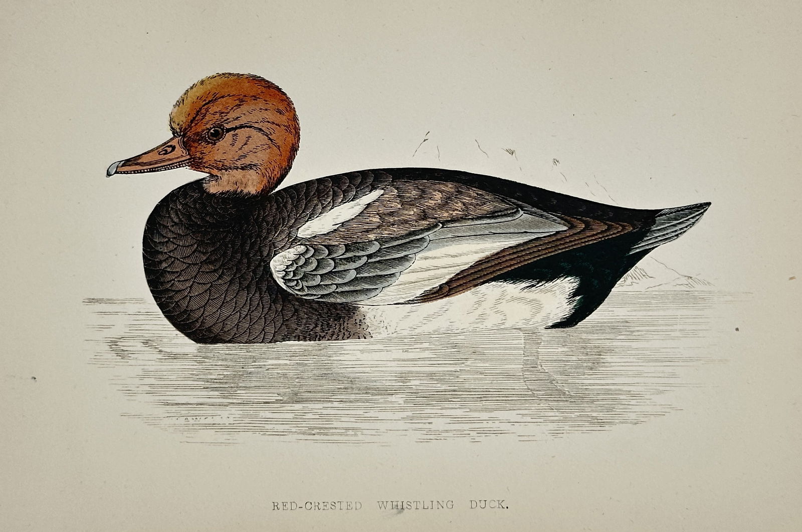 Francis Orpen Morris (1810–1893) – Red-crested Whistling Duck – Chromolithograph (c. 1855) (1 of 2)