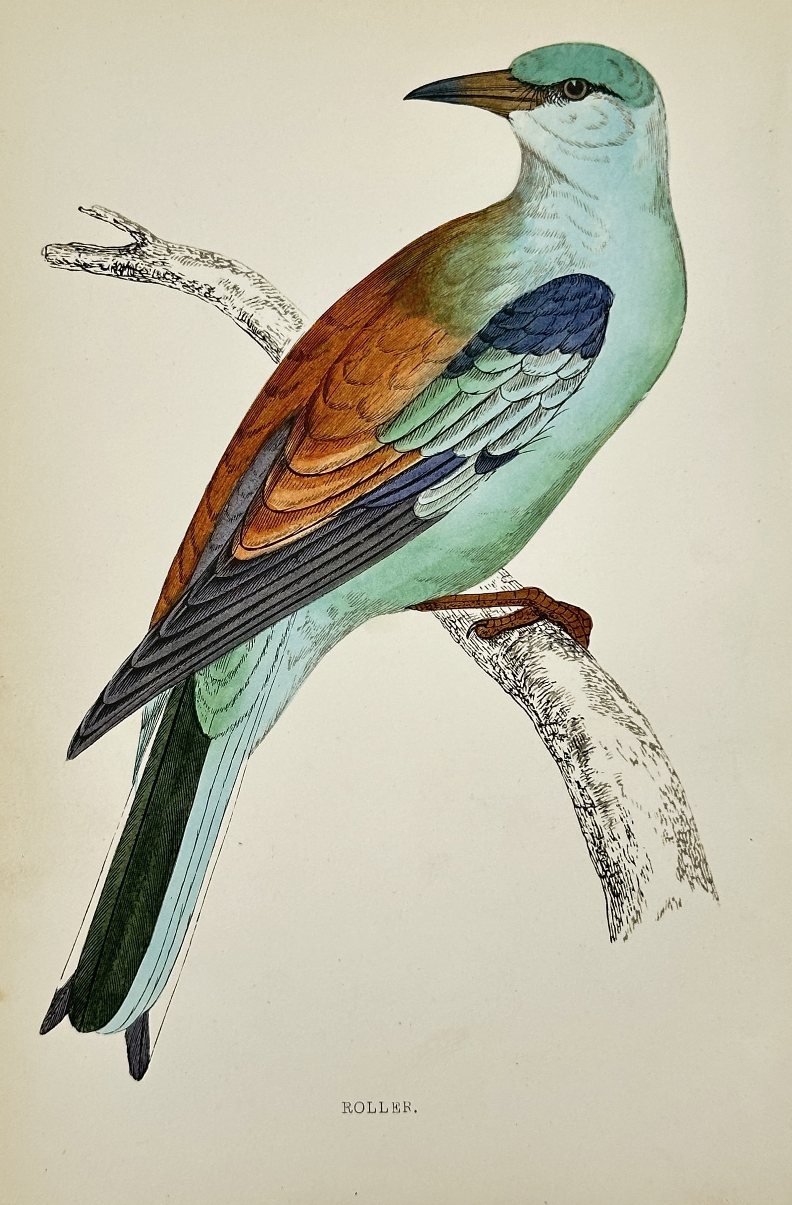 Francis Orpen Morris (1810–1893) – Roller – Chromolithograph (c. 1855): This zoological illustration depicts the Roller, a bird known for its brilliant turquoise and rufous plumage and powerful flight maneuvers. The bird is shown perched on a branch, featuring its strikin
