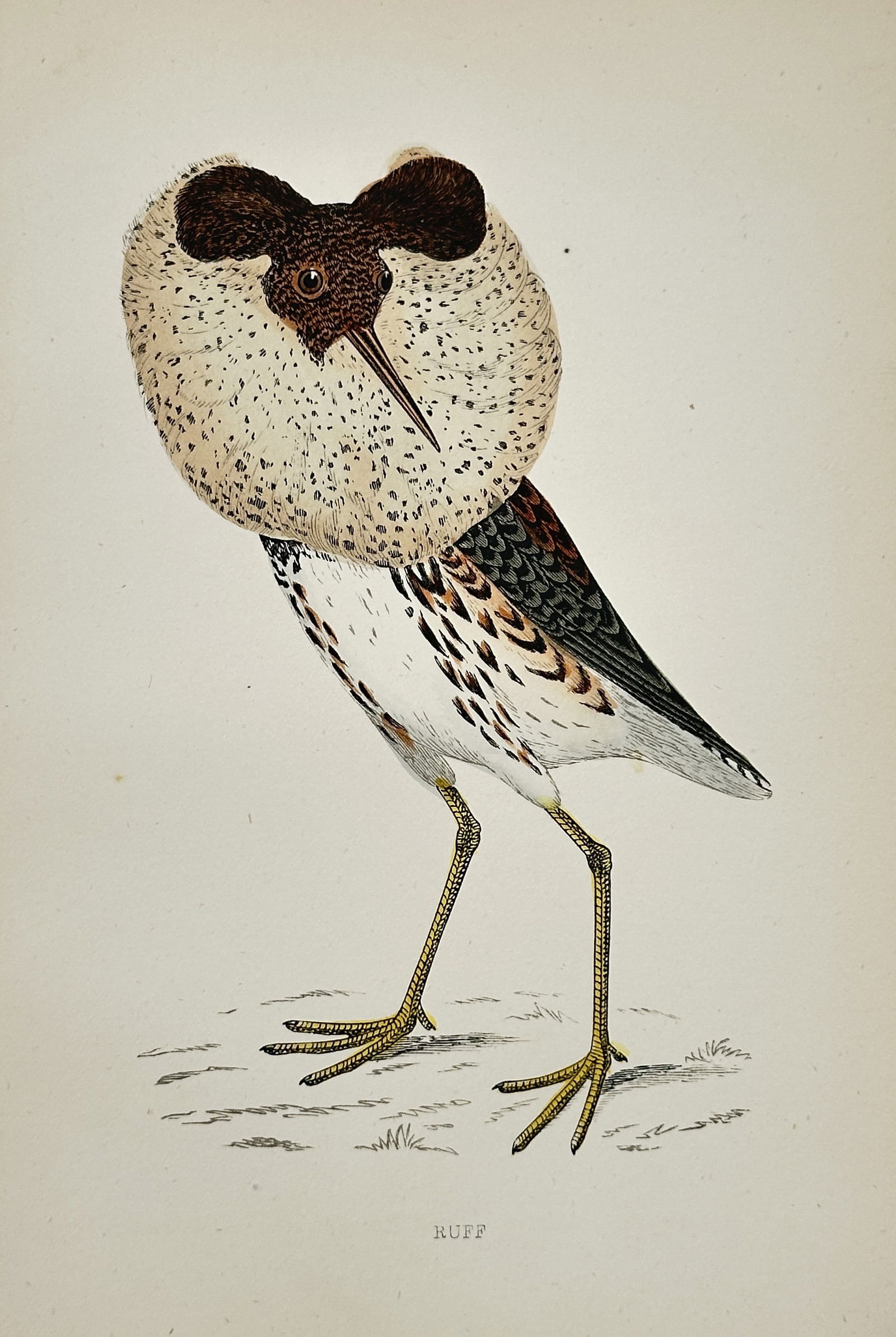 Francis Orpen Morris (1810–1893) – Ruff – Chromolithograph (c. 1855) (1 of 2)