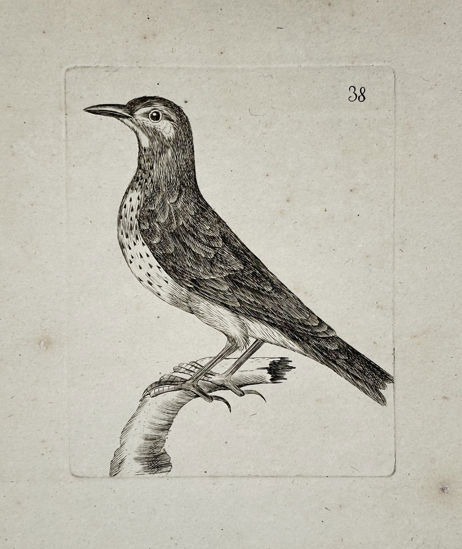 Unknown Artist – Spotted Passerine Bird Perched on a Bent Branch – Copper engraving (18th (1 of 2)