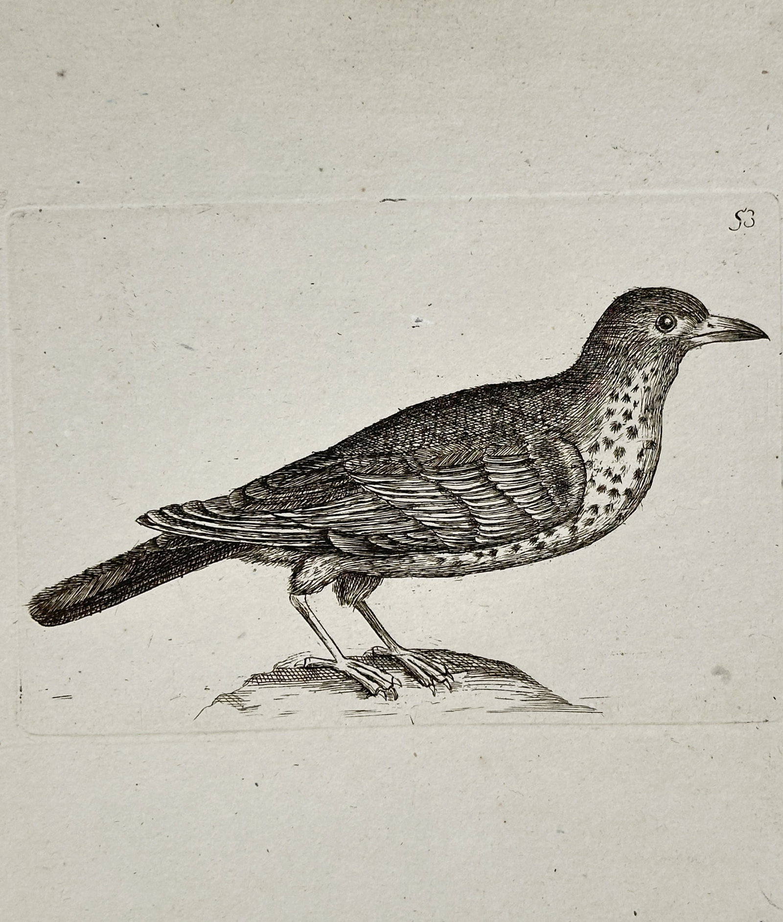 Unknown Artist – Spotted Thrush-like Bird on a Rock – Copper engraving (18th century) (1 of 2)