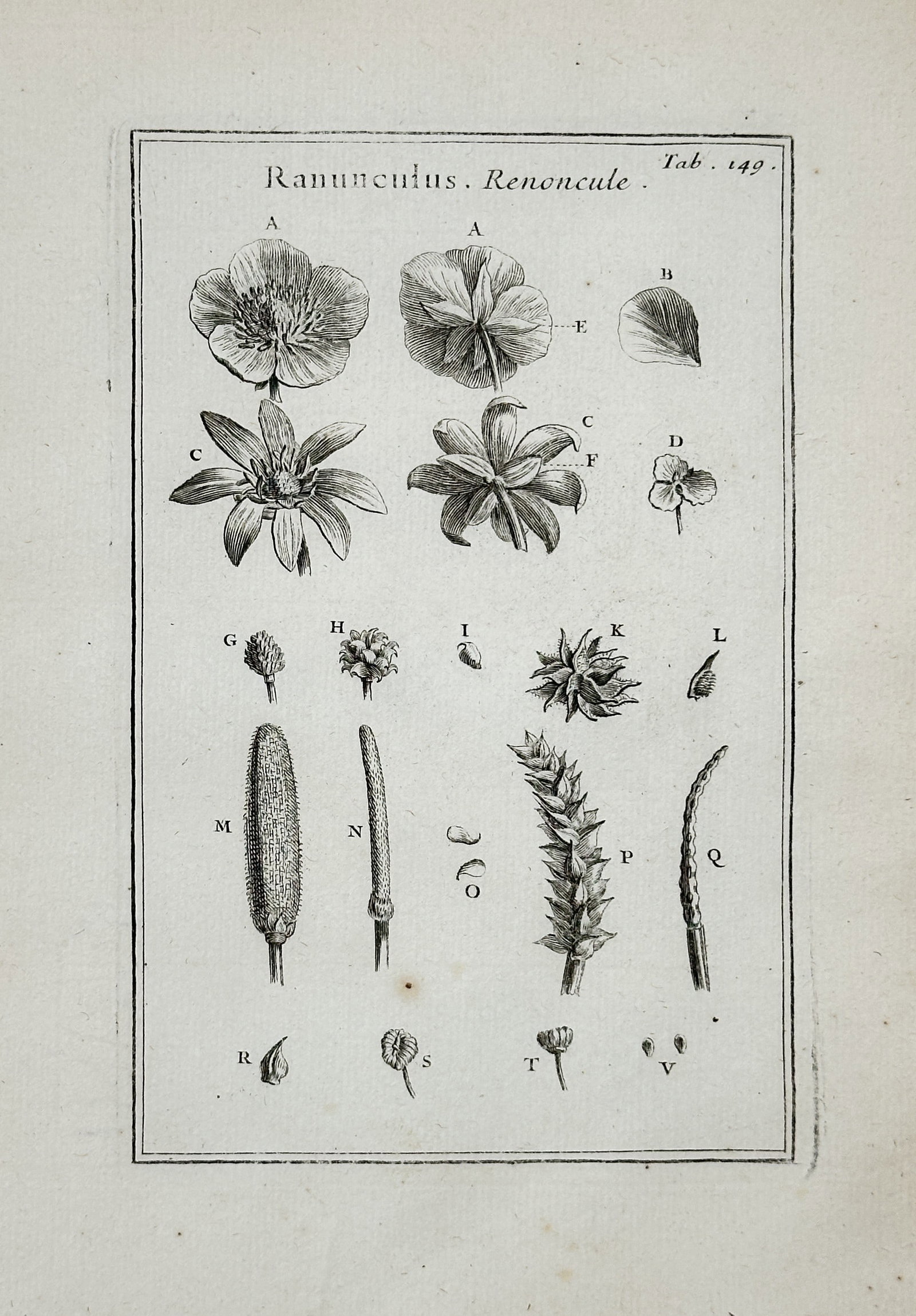 Joseph Pitton de Tournefort – Botanical Illustration and Anatomical Study of Ranunculus: This engraving is a detailed botanical study of the plant genus Ranunculus, commonly known as the Buttercup or Renoncule. The plate illustrates the flower's morphology, including various forms of the 